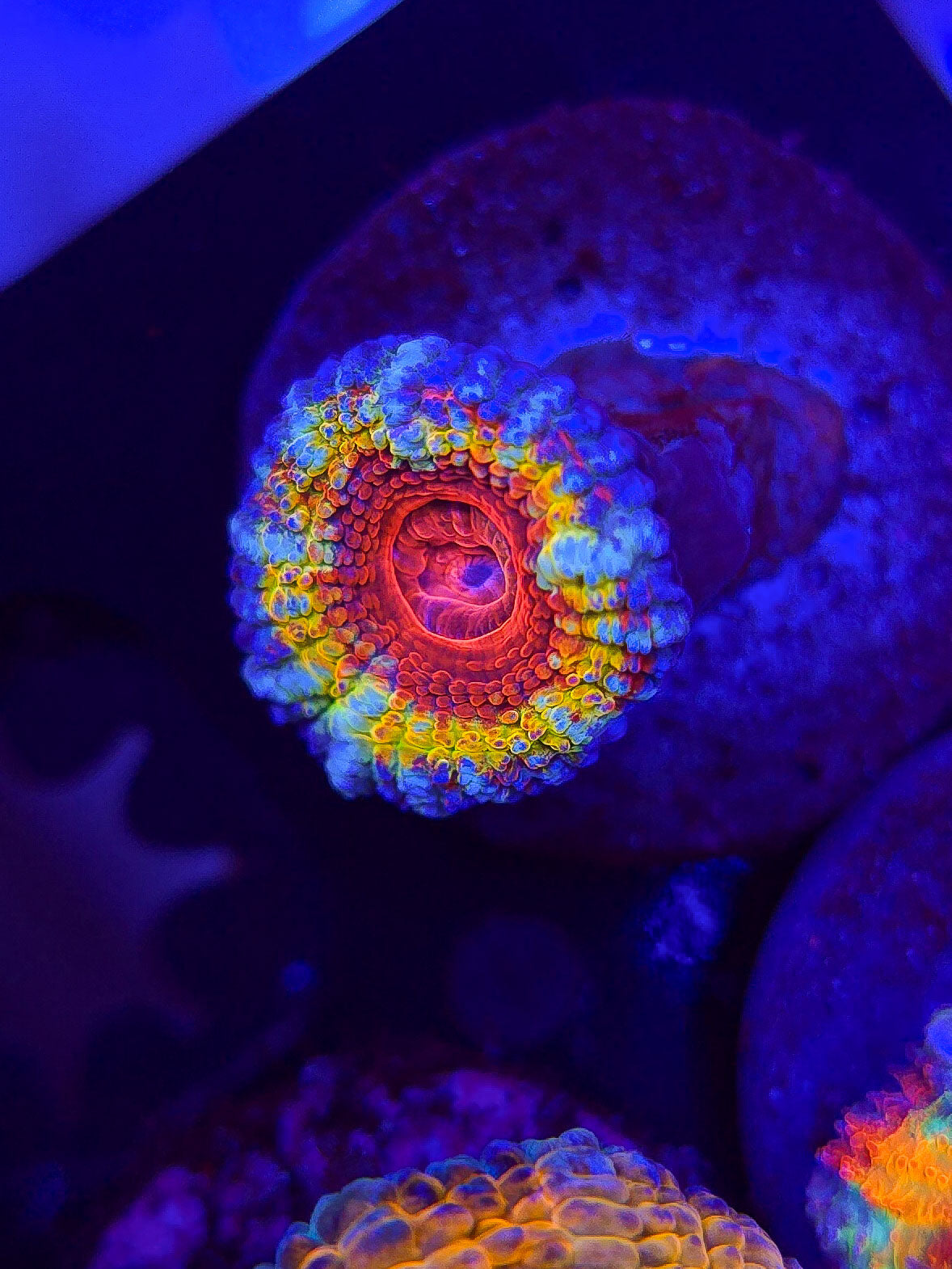 HomeGrown Rainbow Acan 1