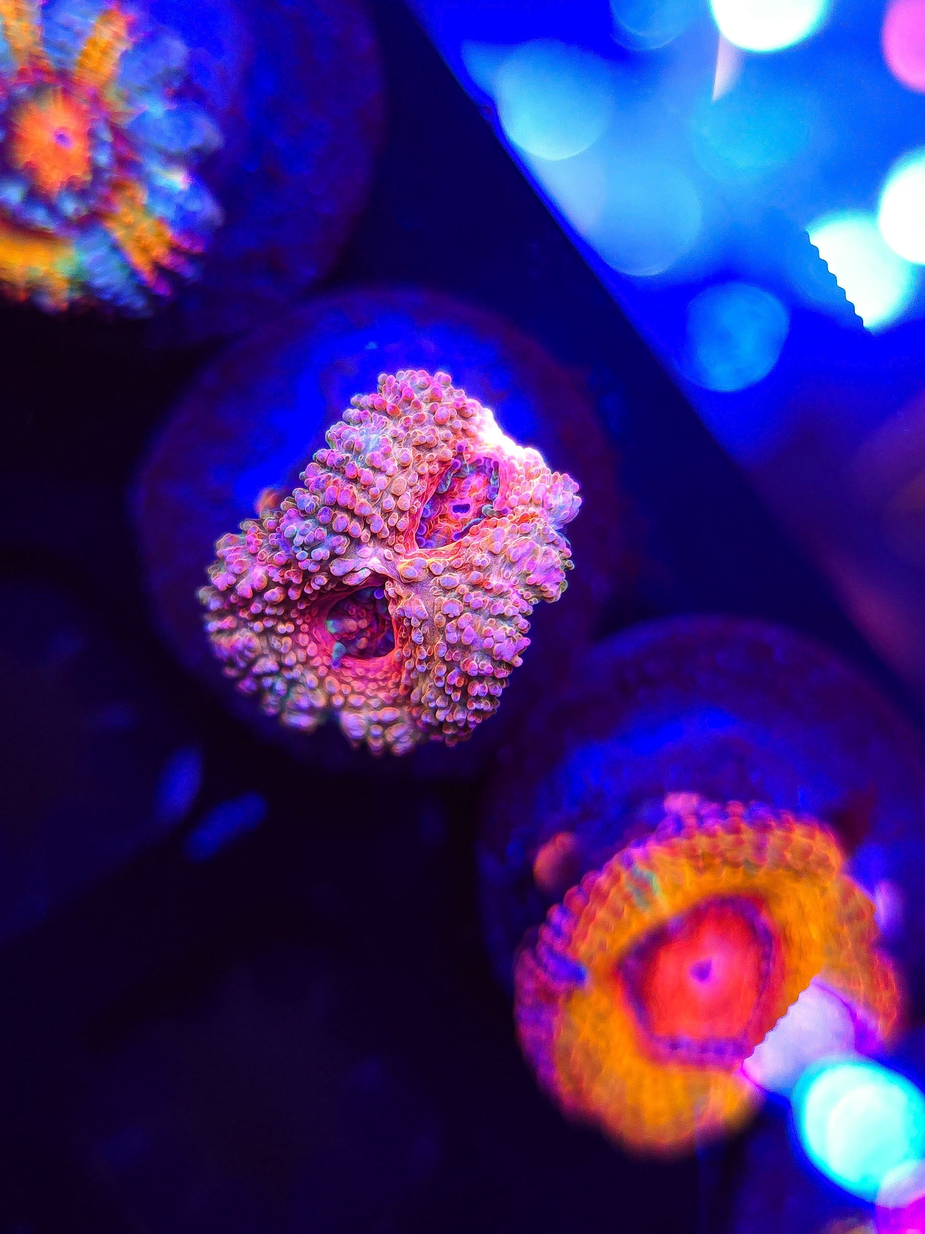 HomeGrown Pink Acan 3