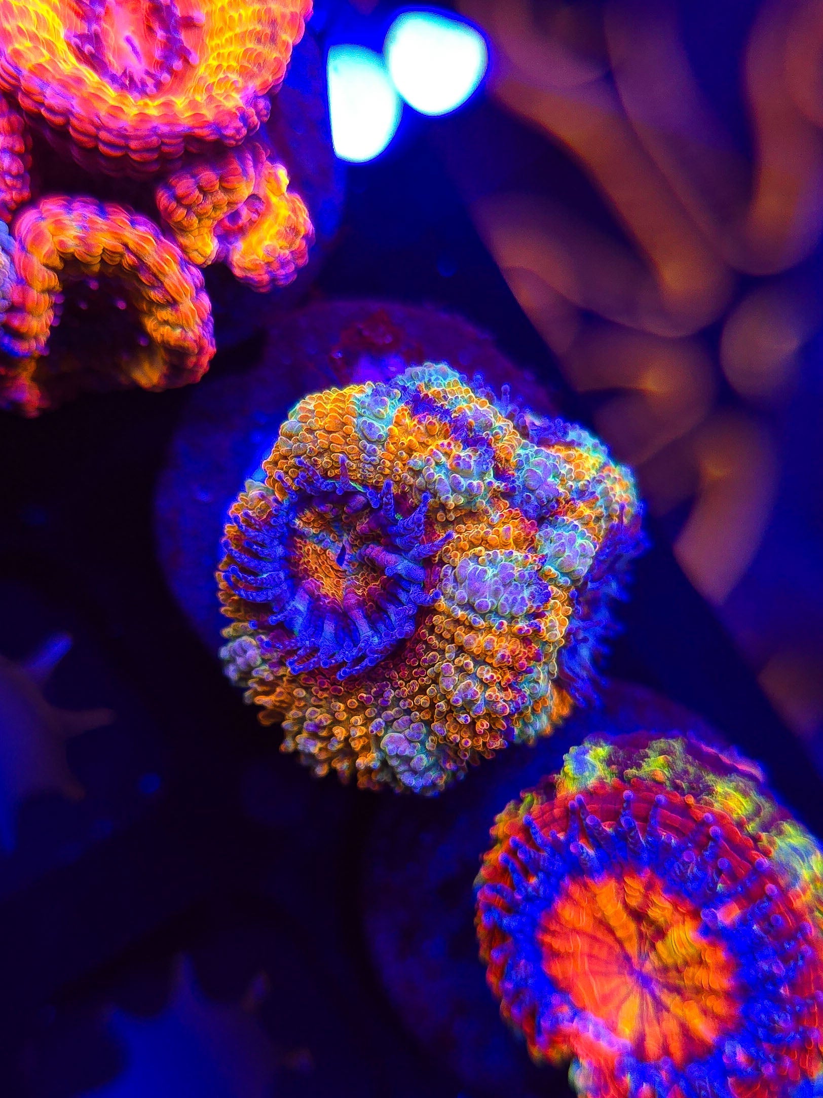 HomeGrown Rainbow Acan 10