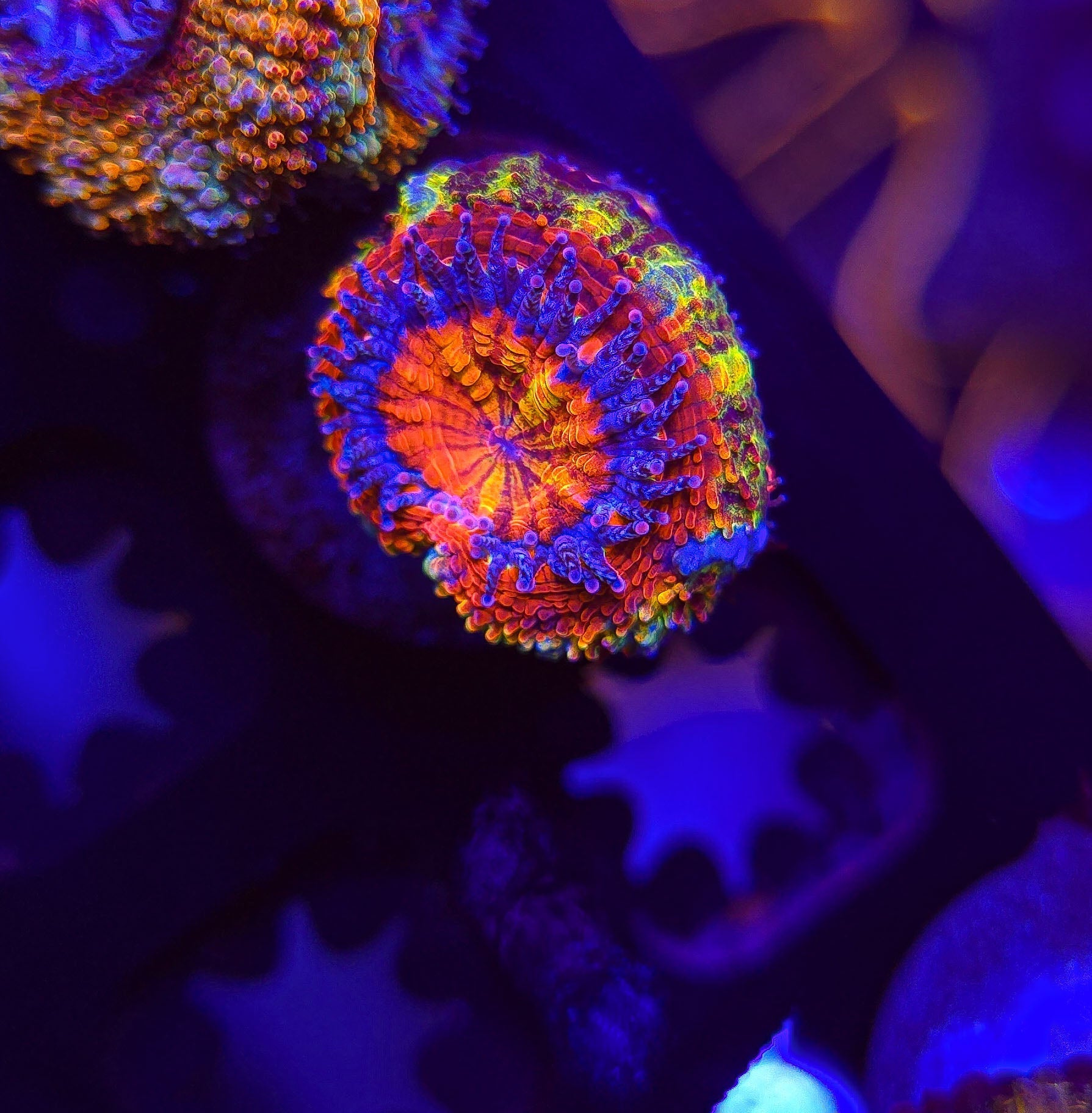 HomeGrown Rainbow Acan 11