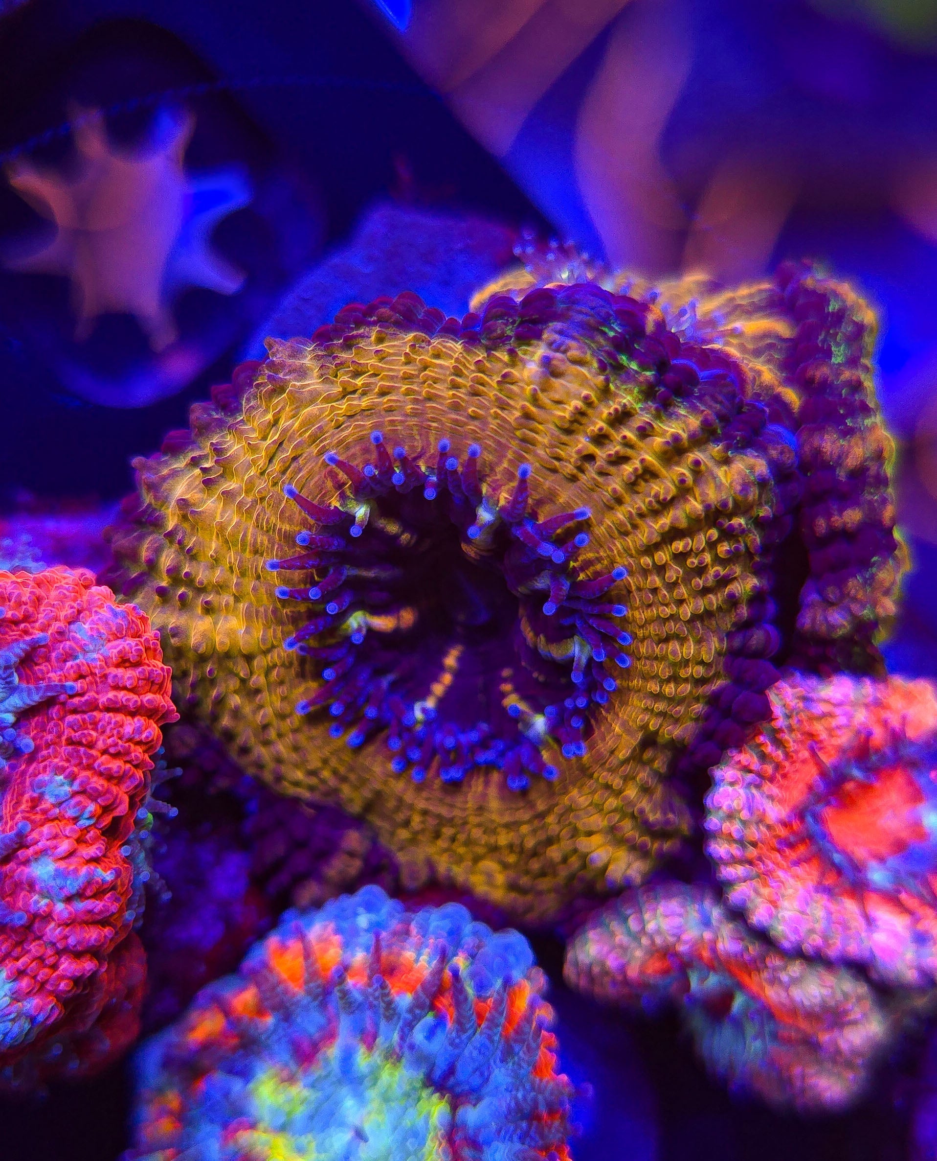 HomeGrown Rainbow Acan 14