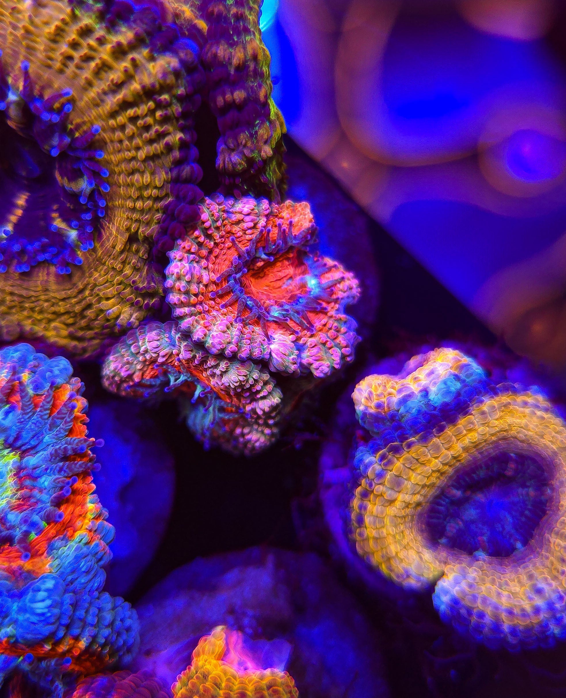 HomeGrown Pink Acan 15