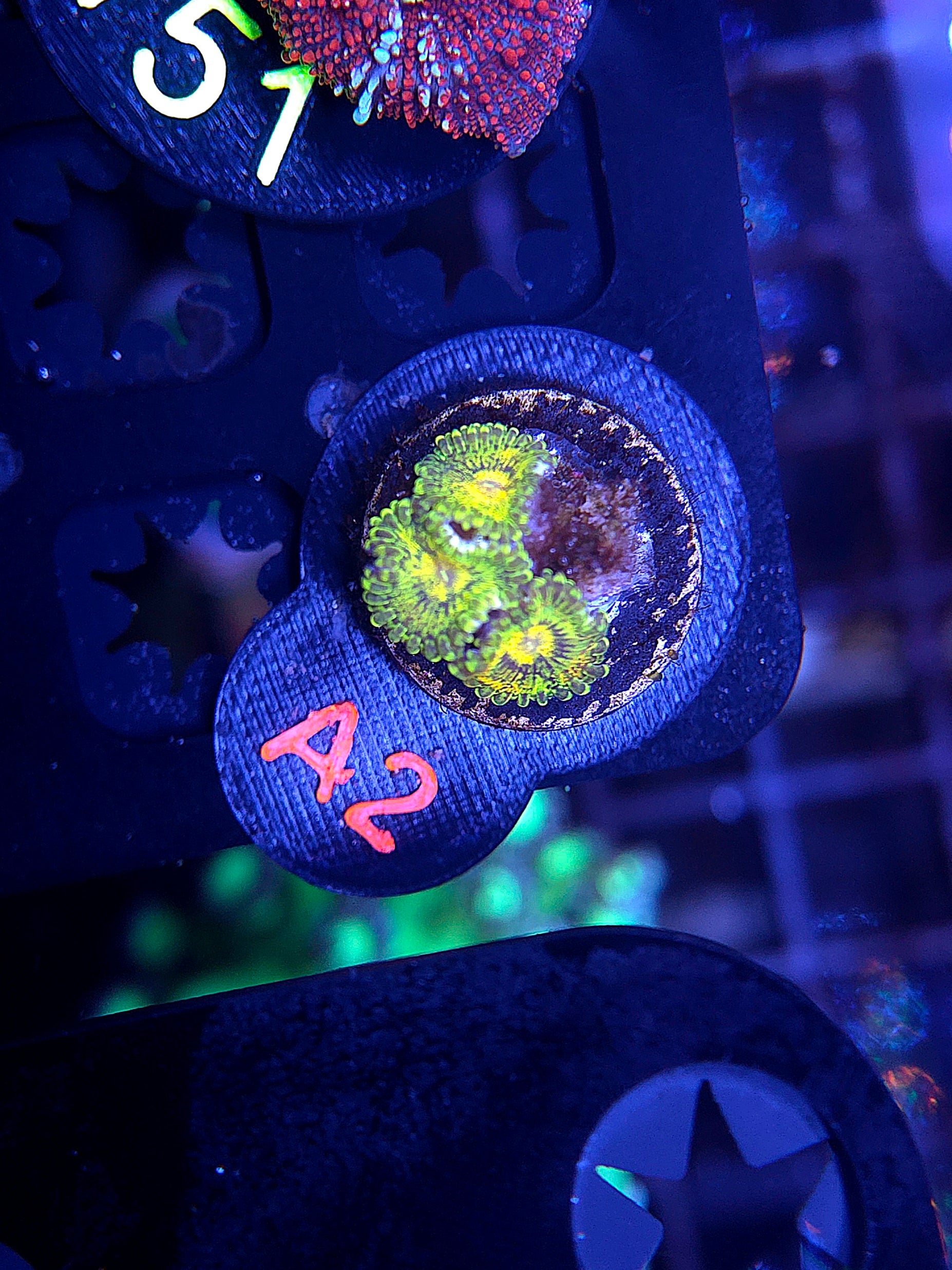 DR Gold Maul Zoa A2