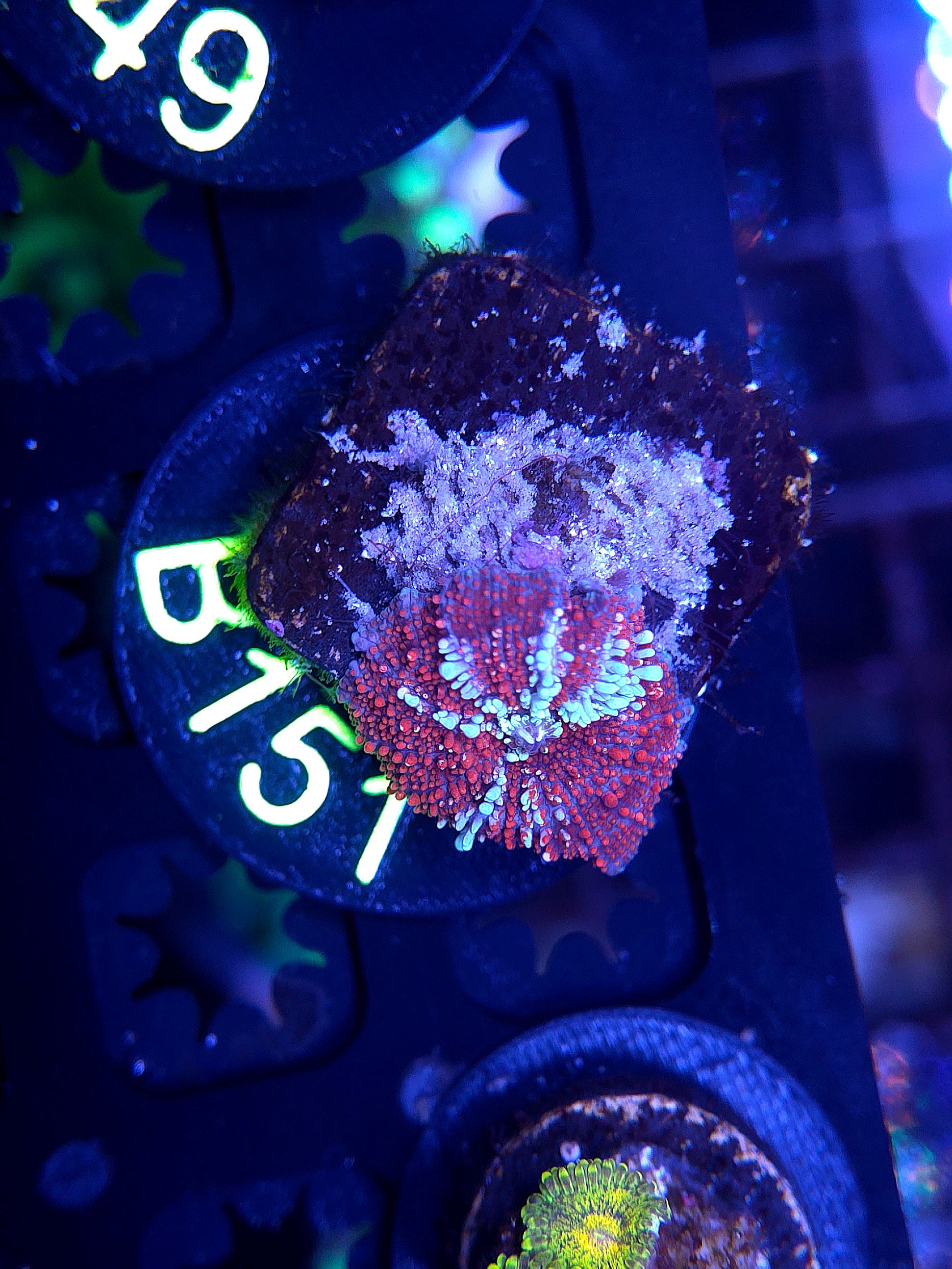 Red Devil Mushroom B151