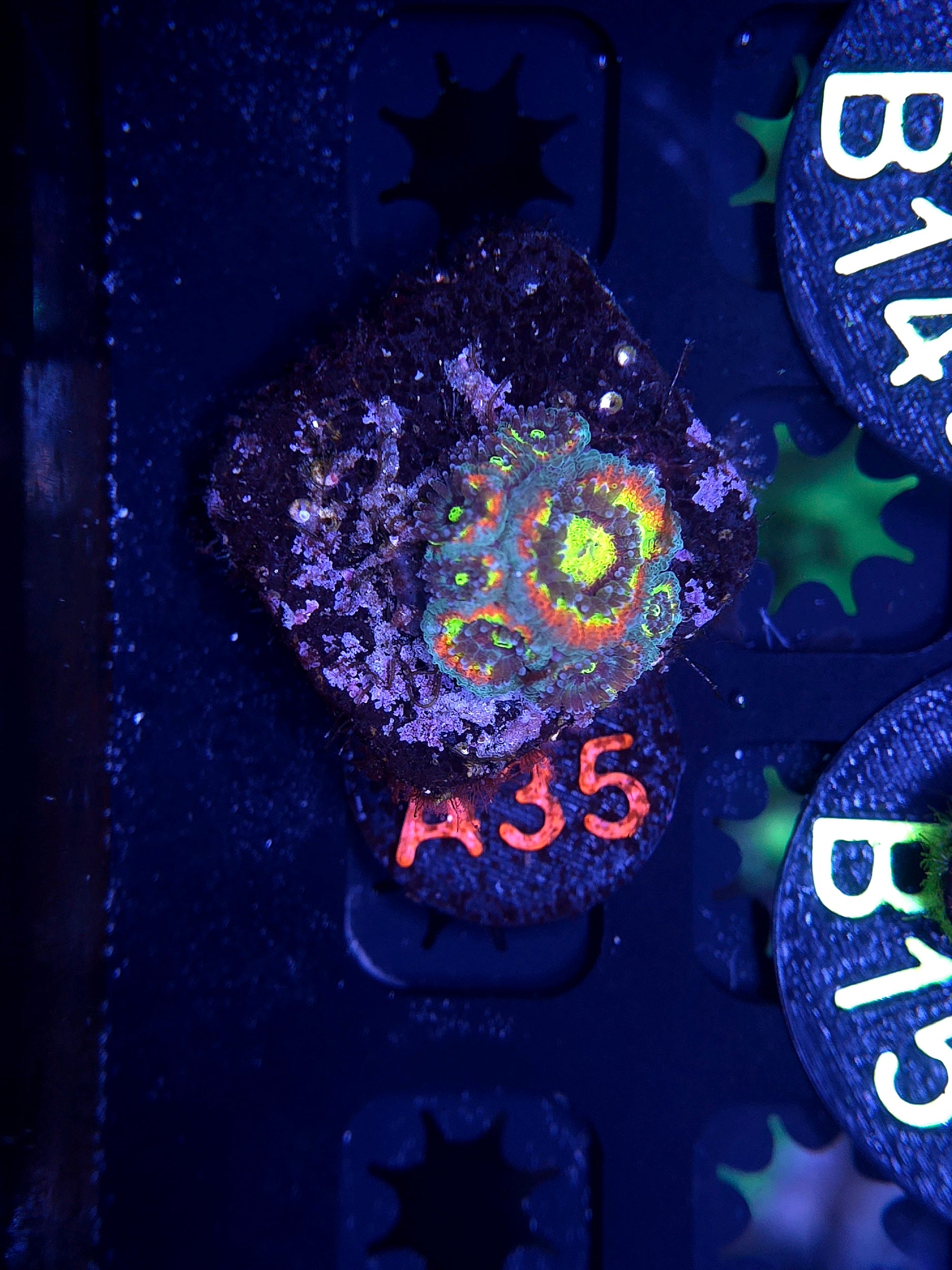 UFO Holy Grail Acan A35
