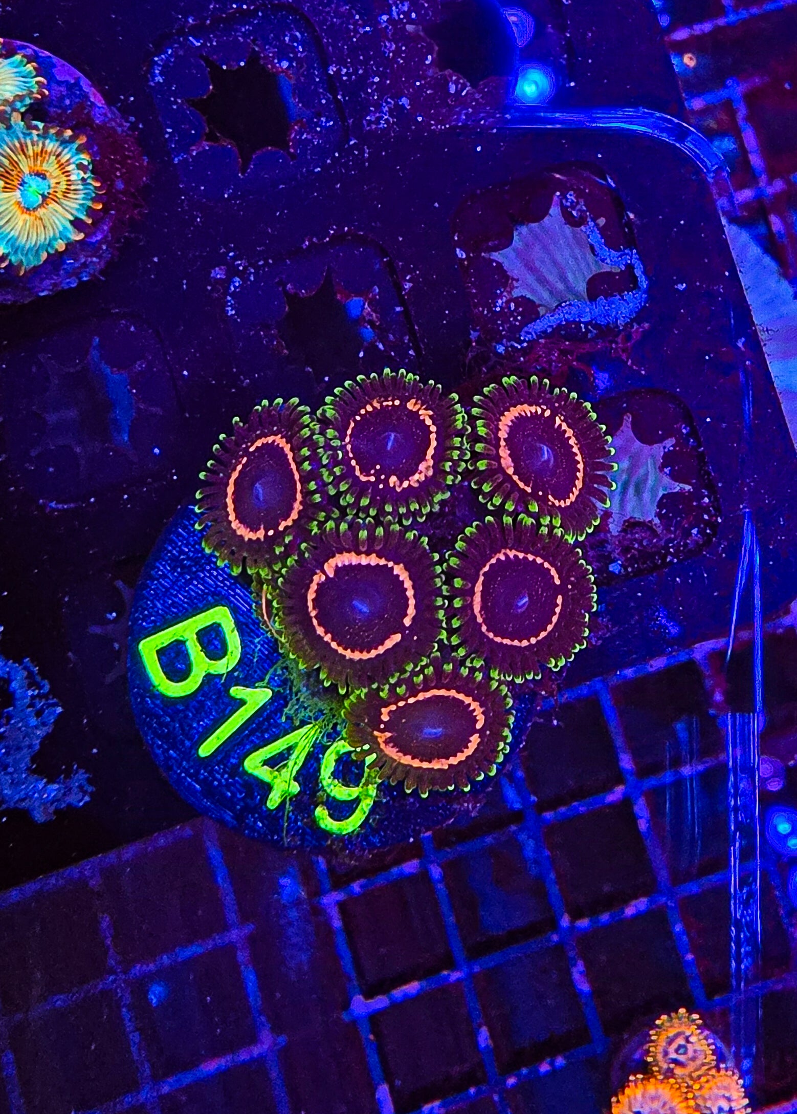 Psychosis Zoa Colony