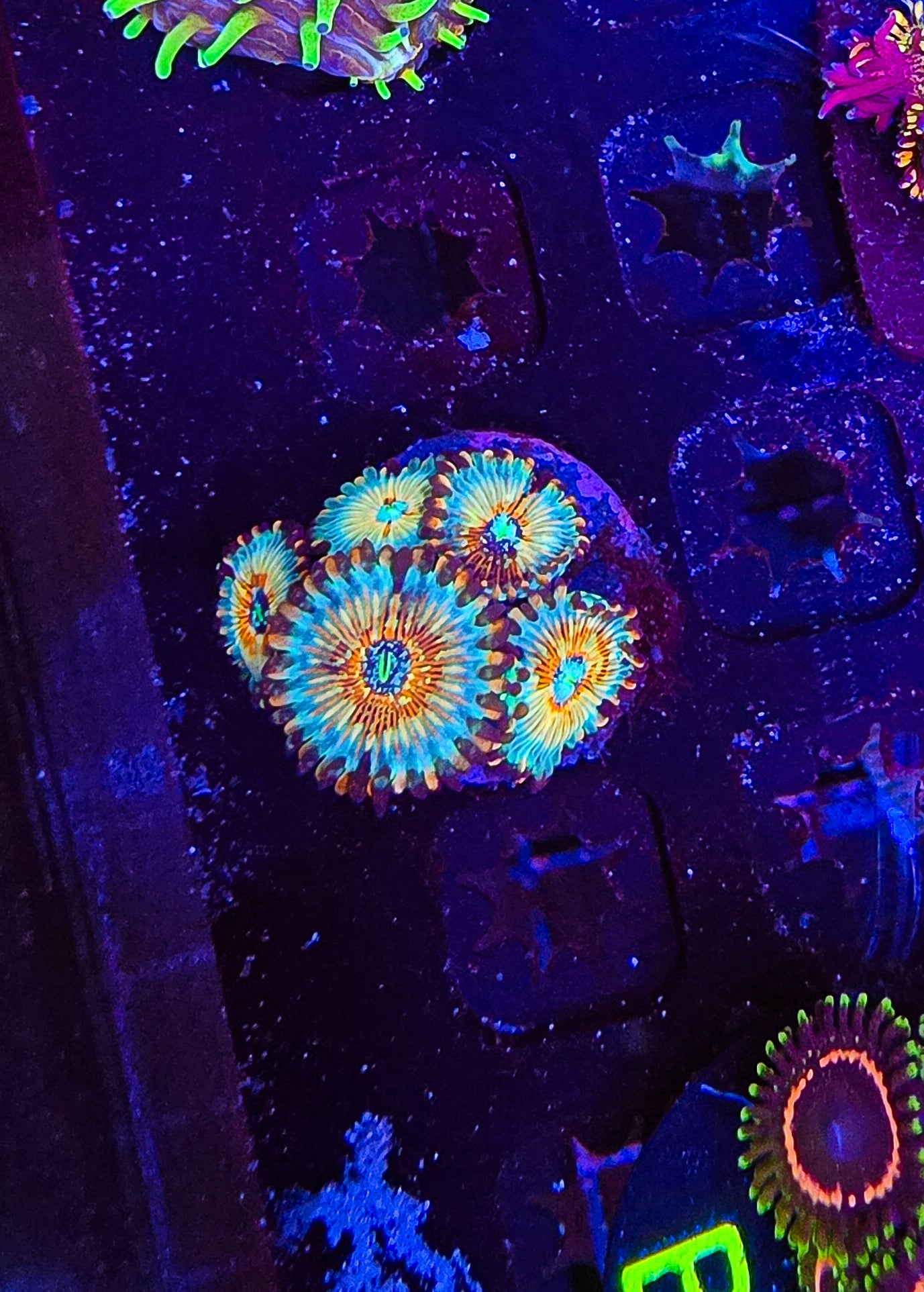 White Zombie Mini Colony Zoa