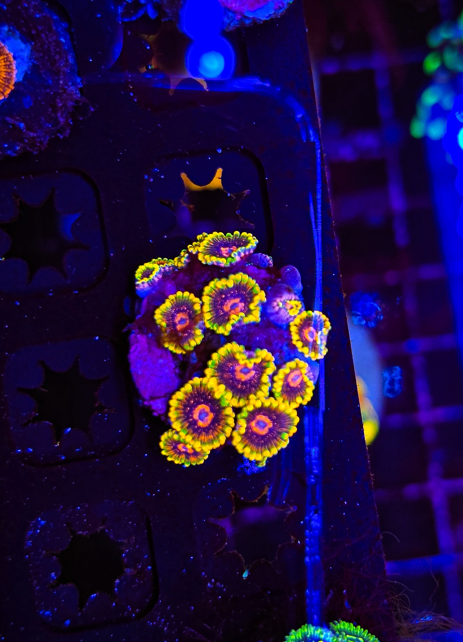 Mind trick Zoa Colony
