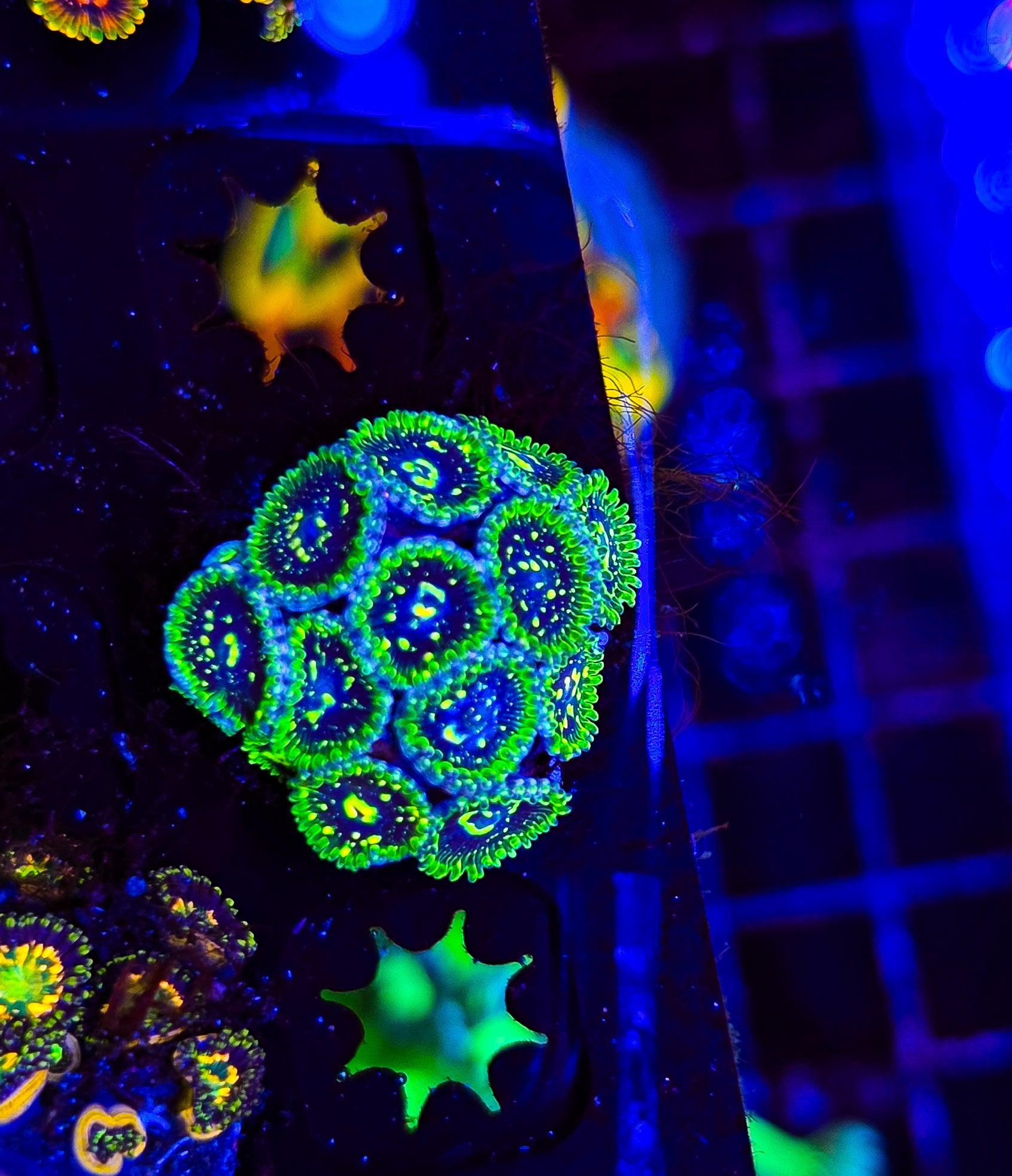 Exosphere Colony Zoas