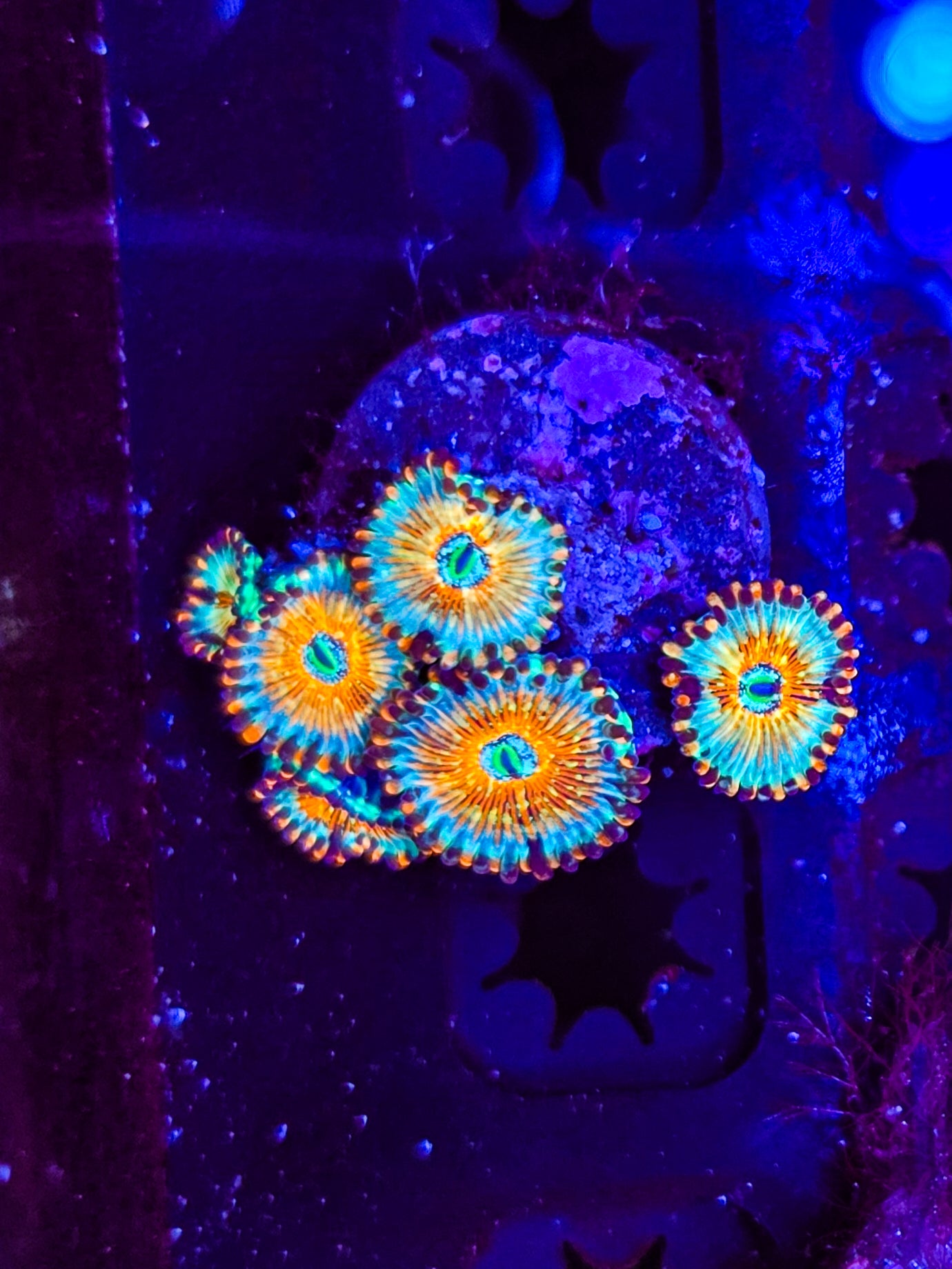 White Zombie Mini Colony Zoa