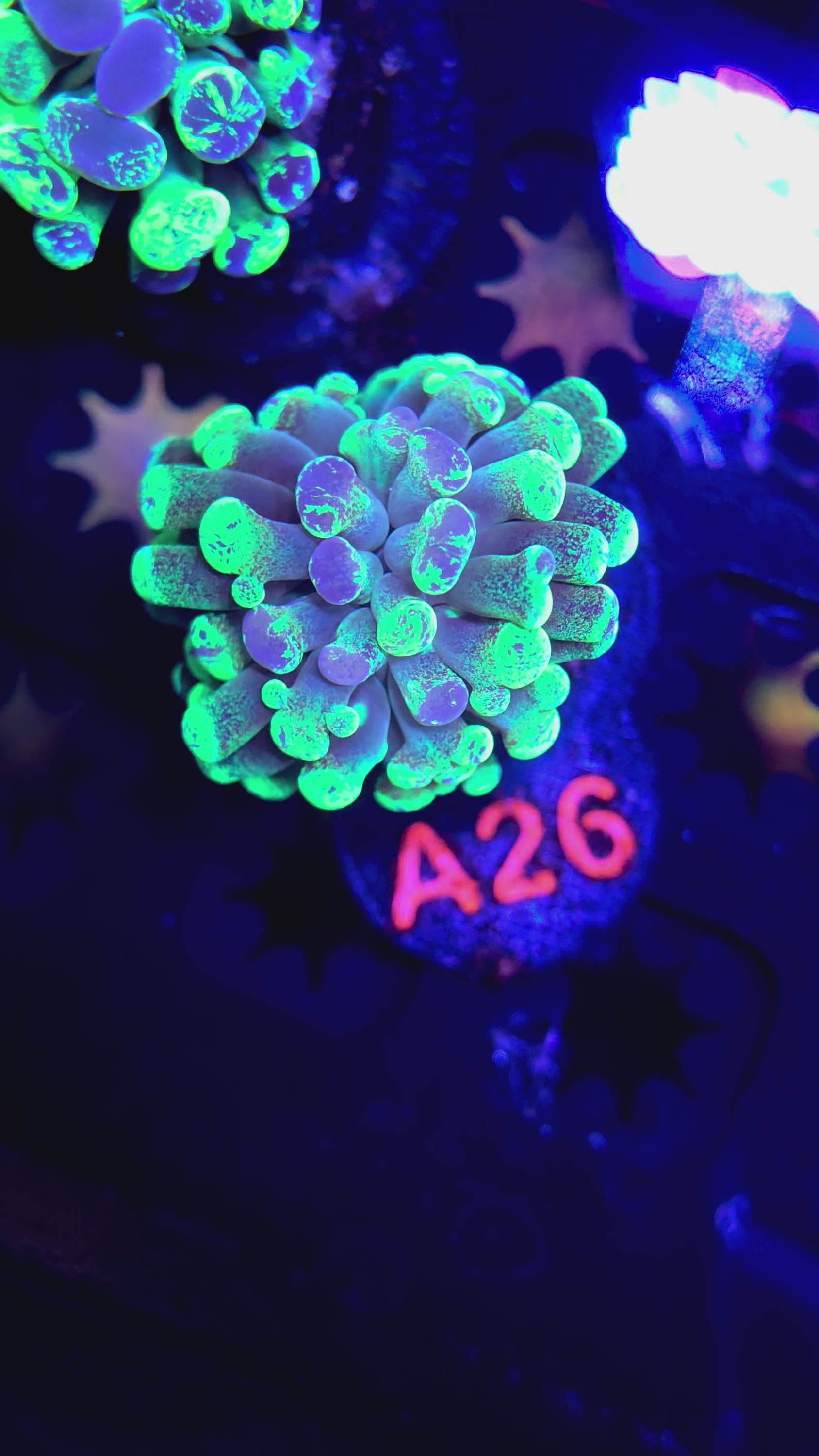 Splatter Hammer A26