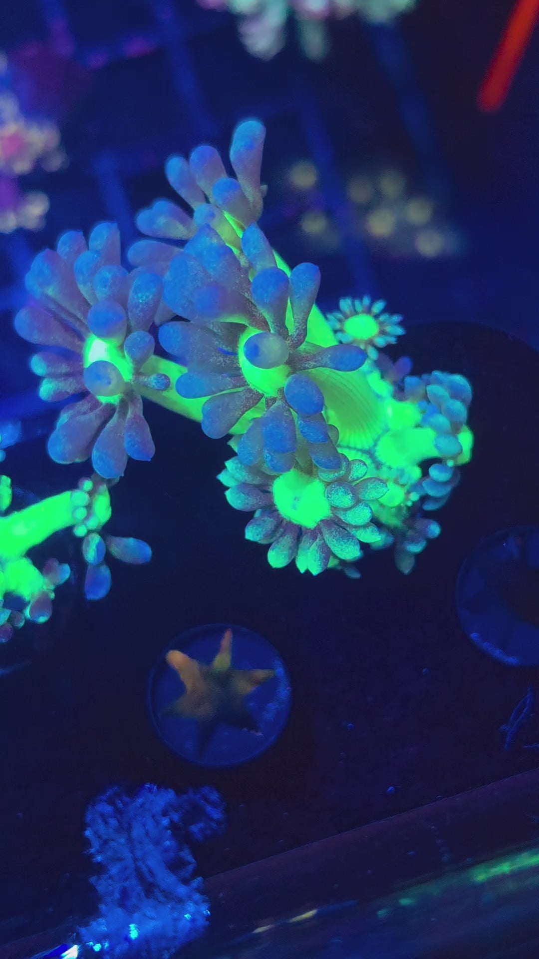 Leviathan Goni (Huge Polyps)