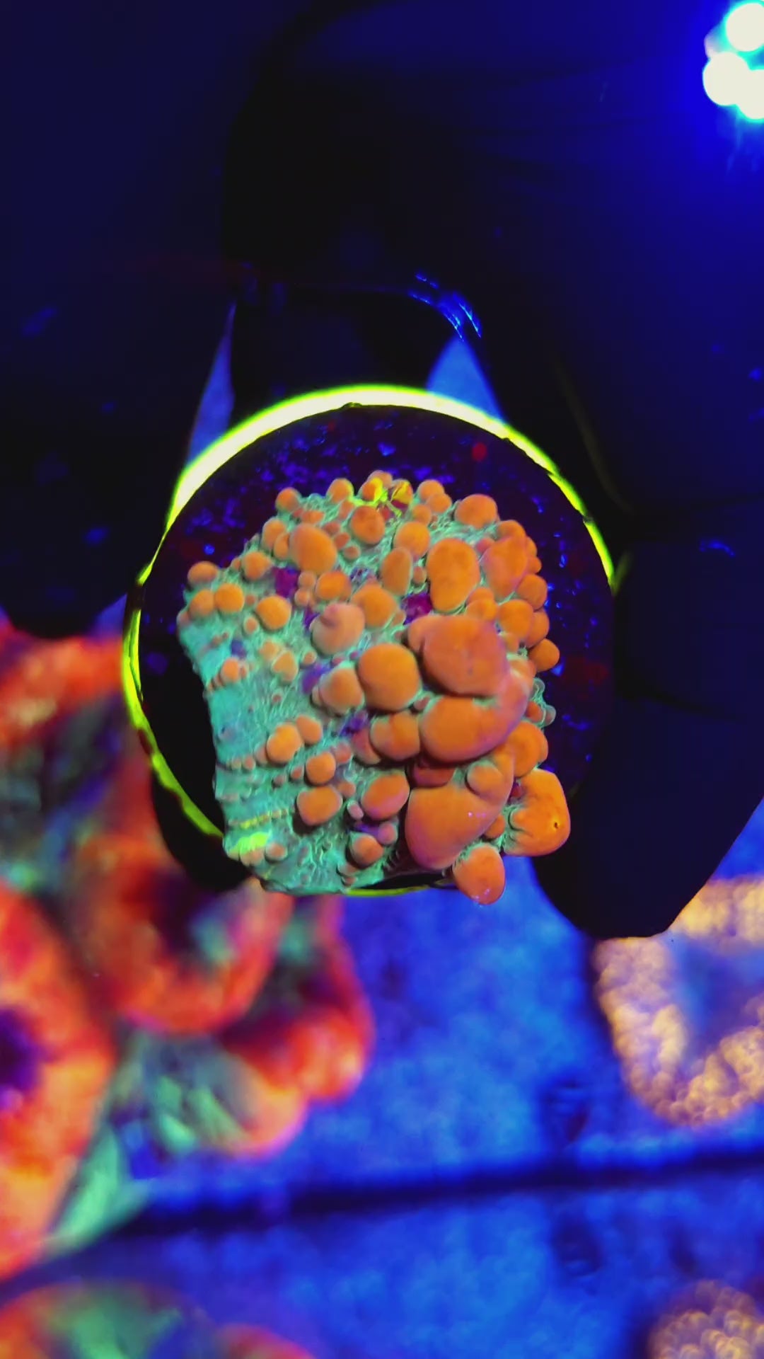 WWC Grafted Cosmic Bounce Chalice