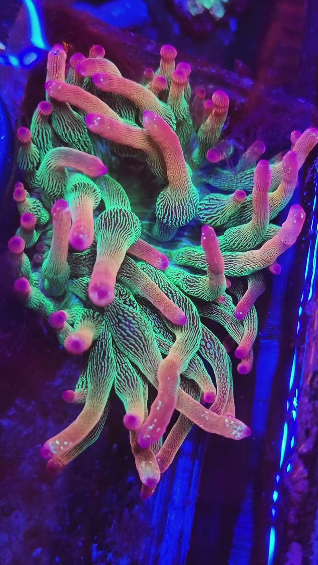 ECC Holy Grail Bubble tip Anemone