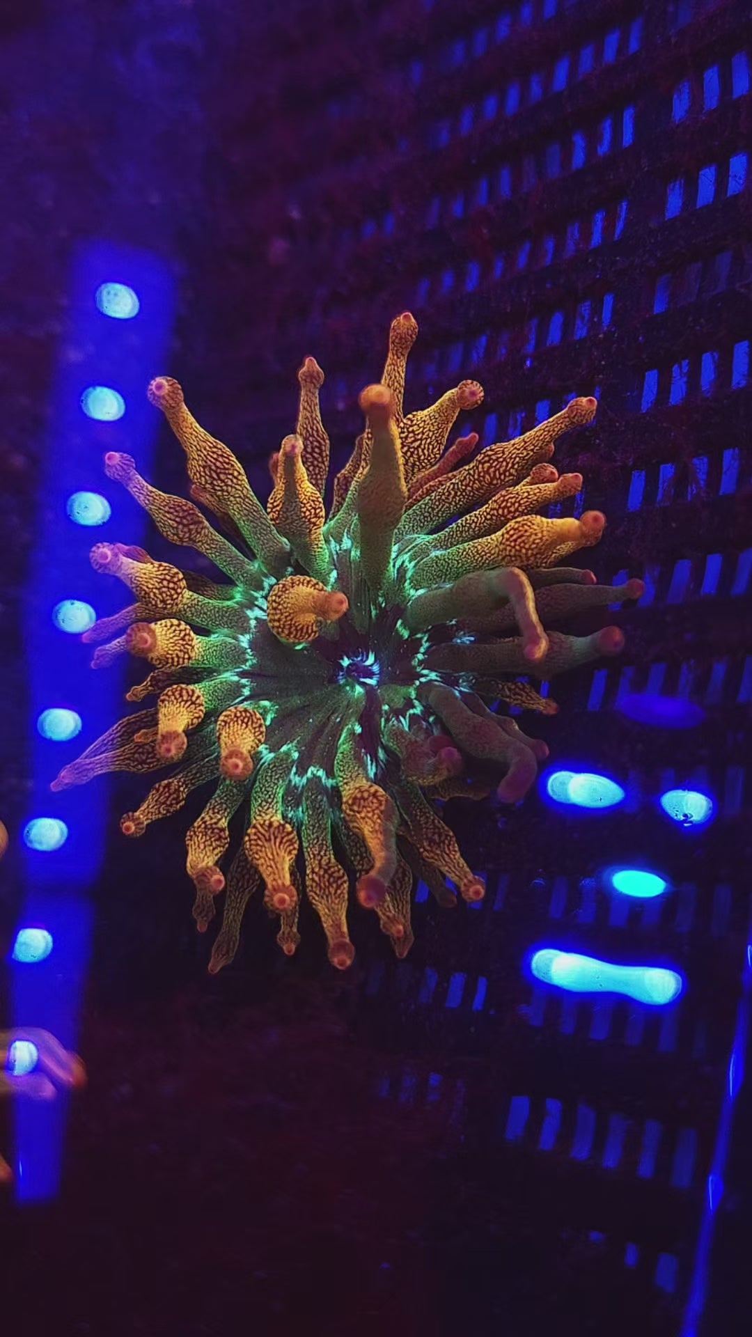 ECC Nexus Burst Anemone