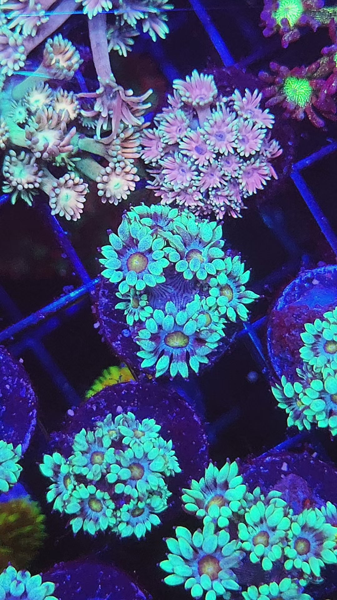 DR Flower Blossom Goni