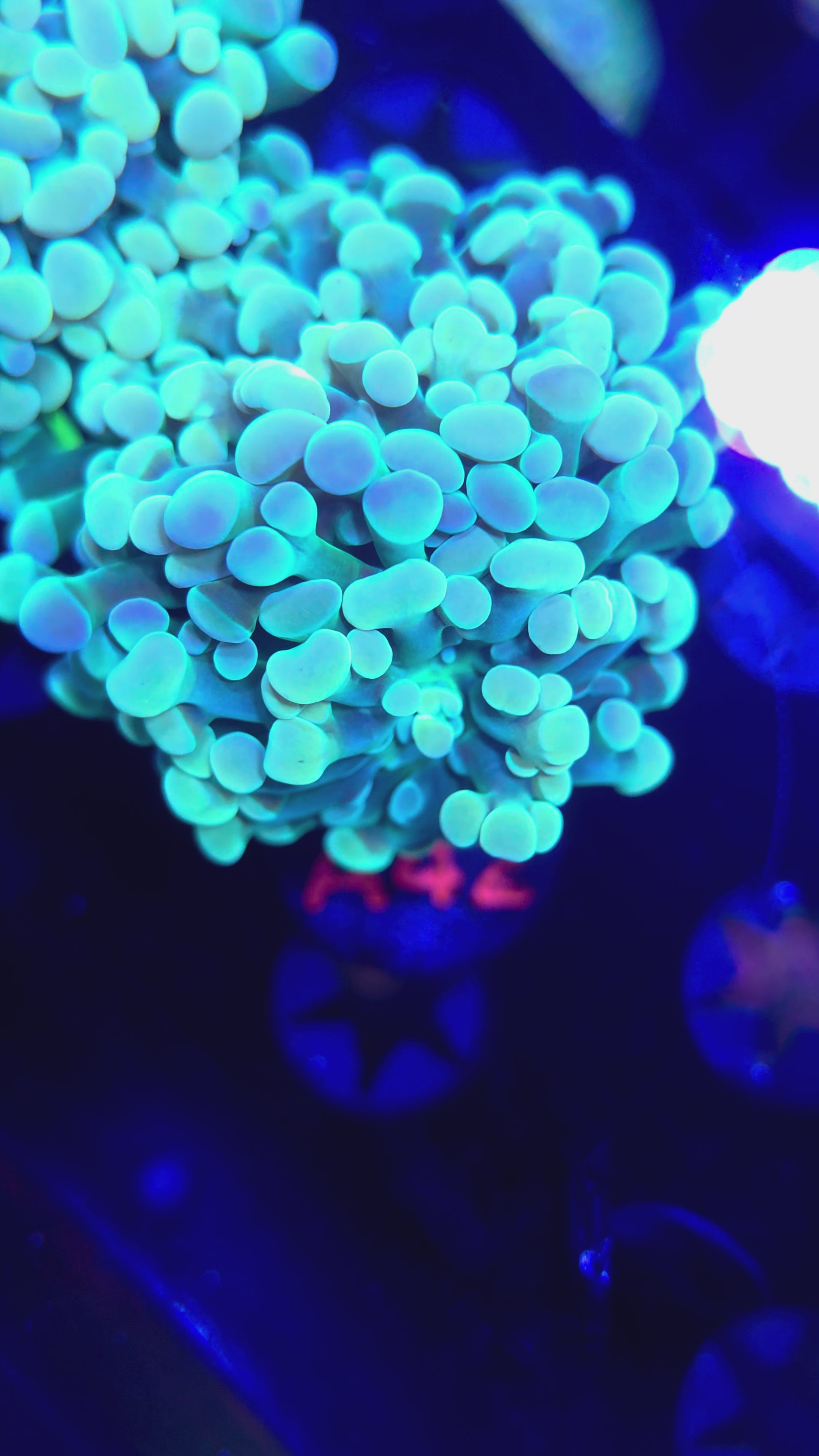 Teal Cristata Hammer A42