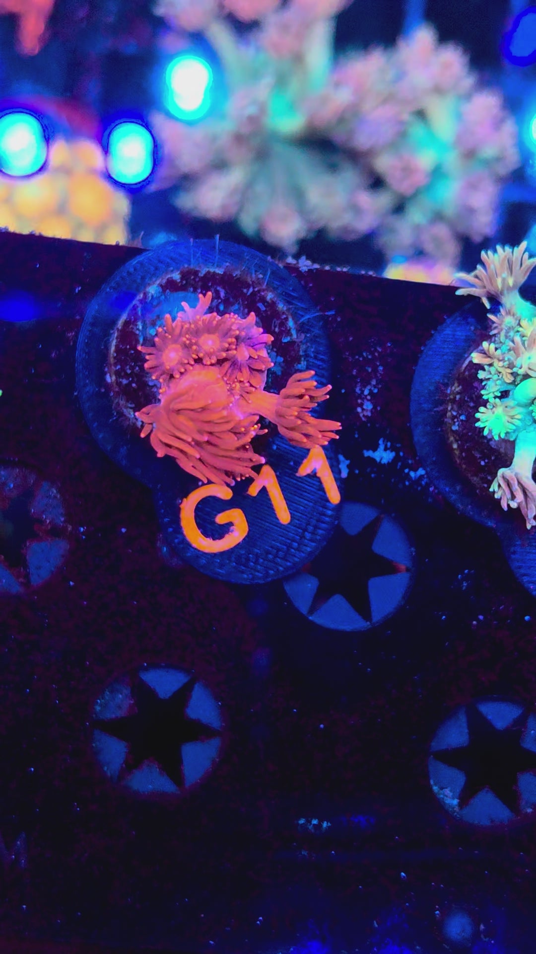 Red Goni G11
