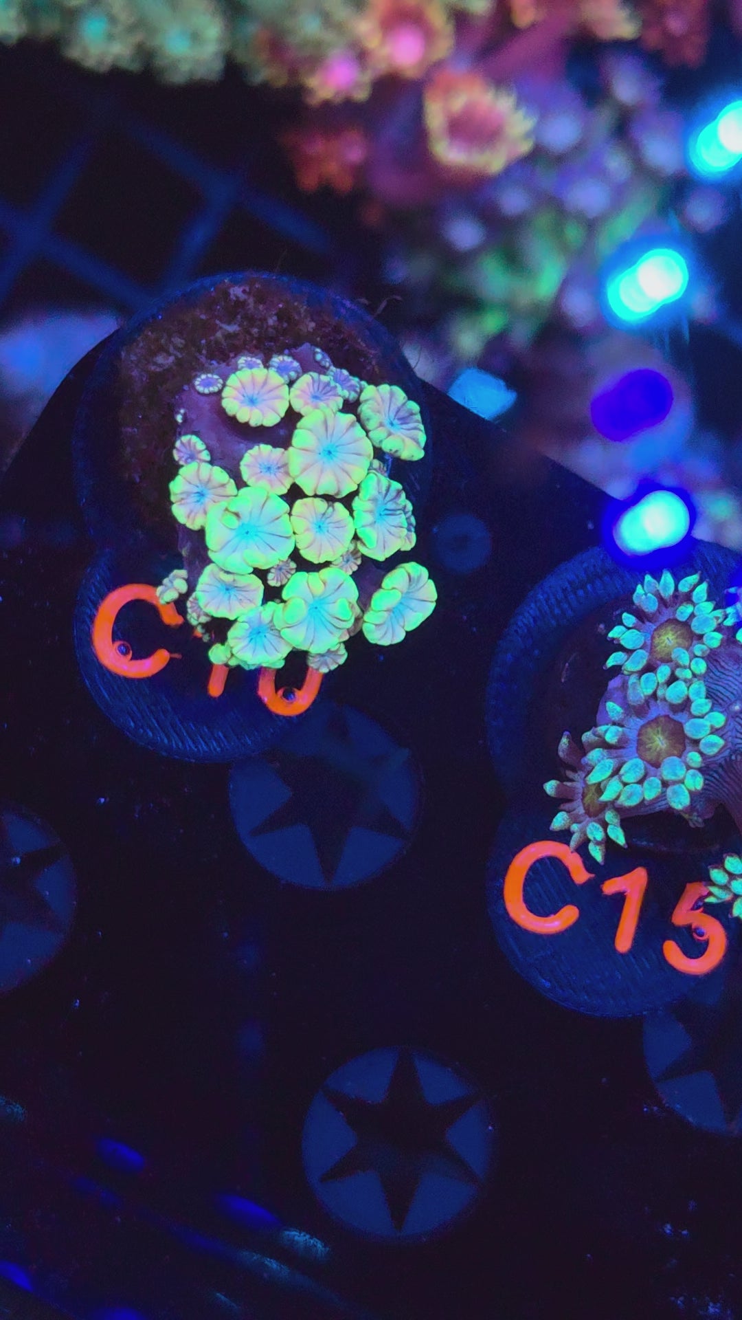 Rainbow Alveopora C10
