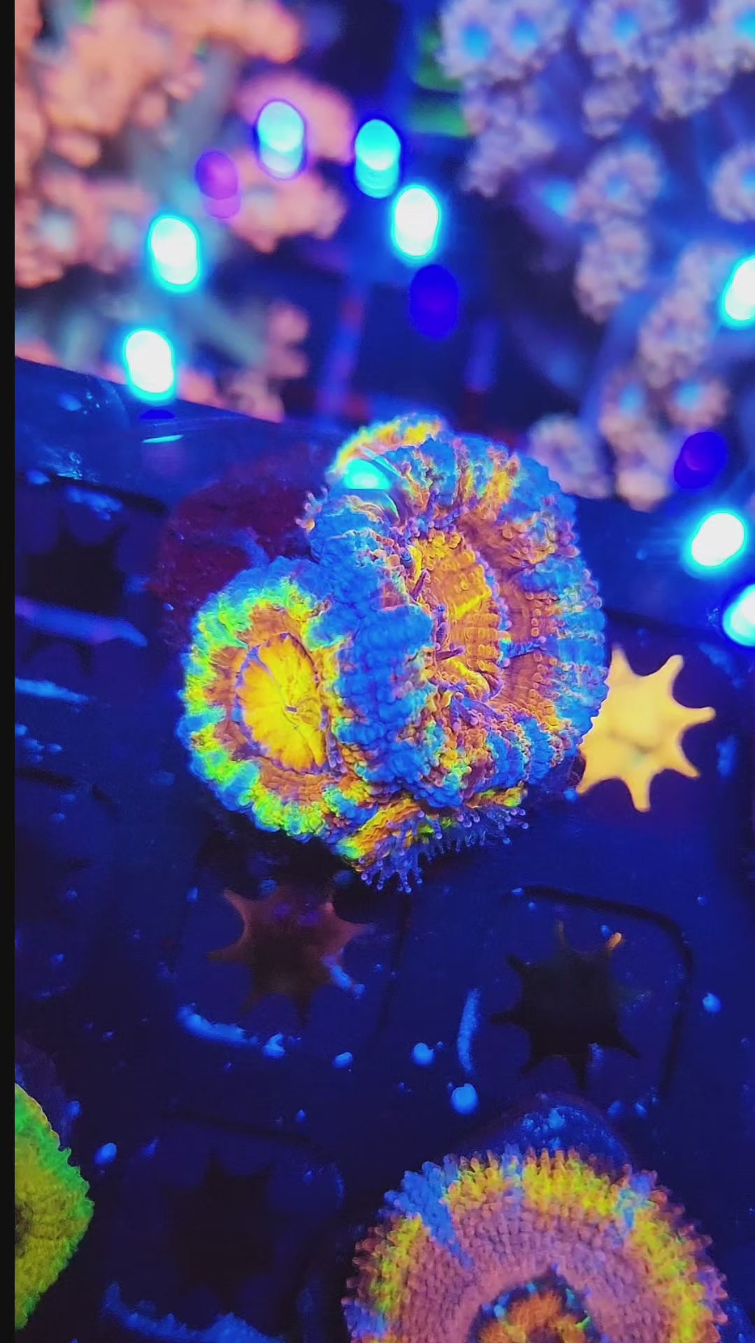 DR Splatter Paint Rainbow Acan(WI Grown)w/babies!