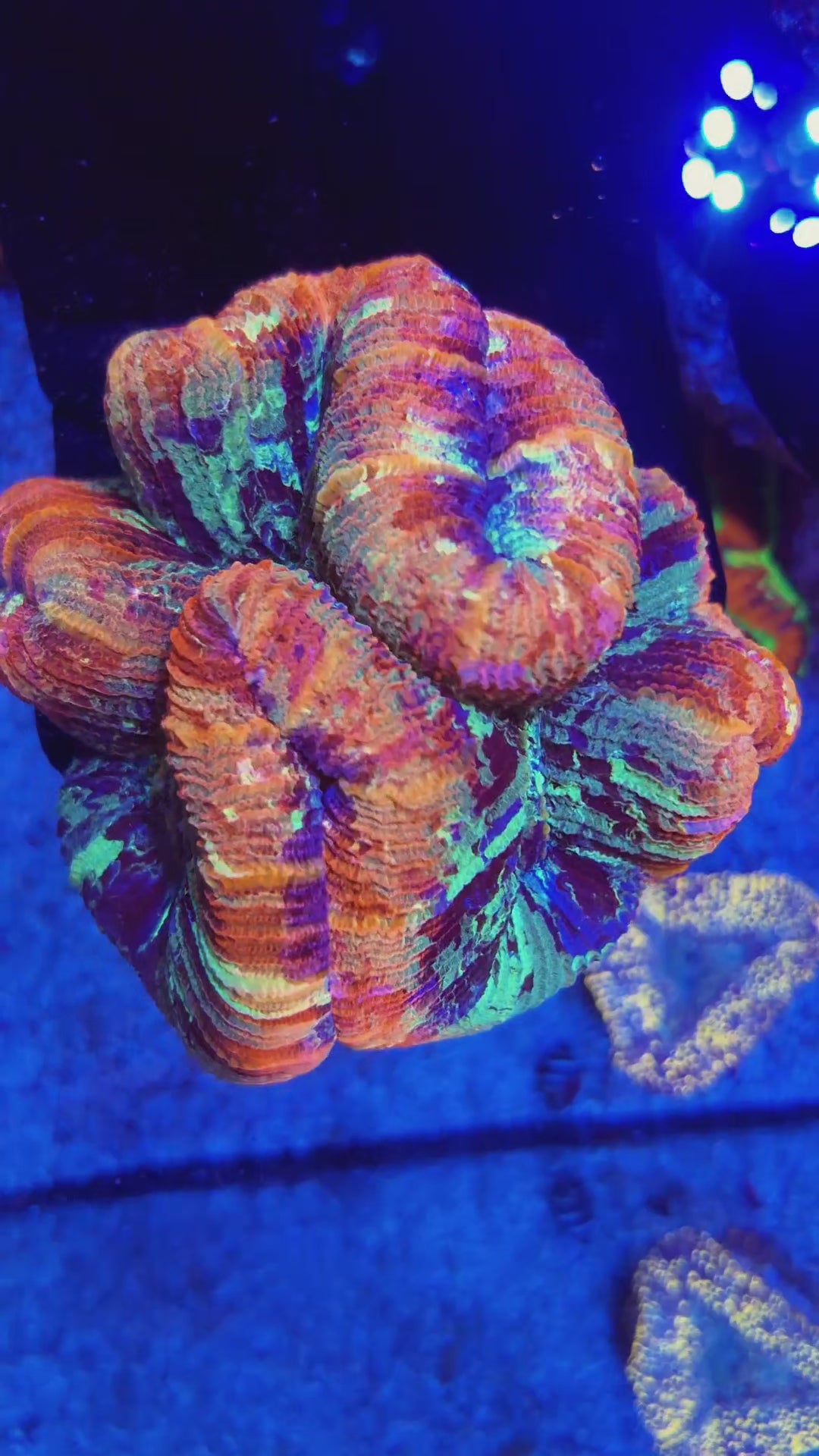 Ultra Rainbow Trachy