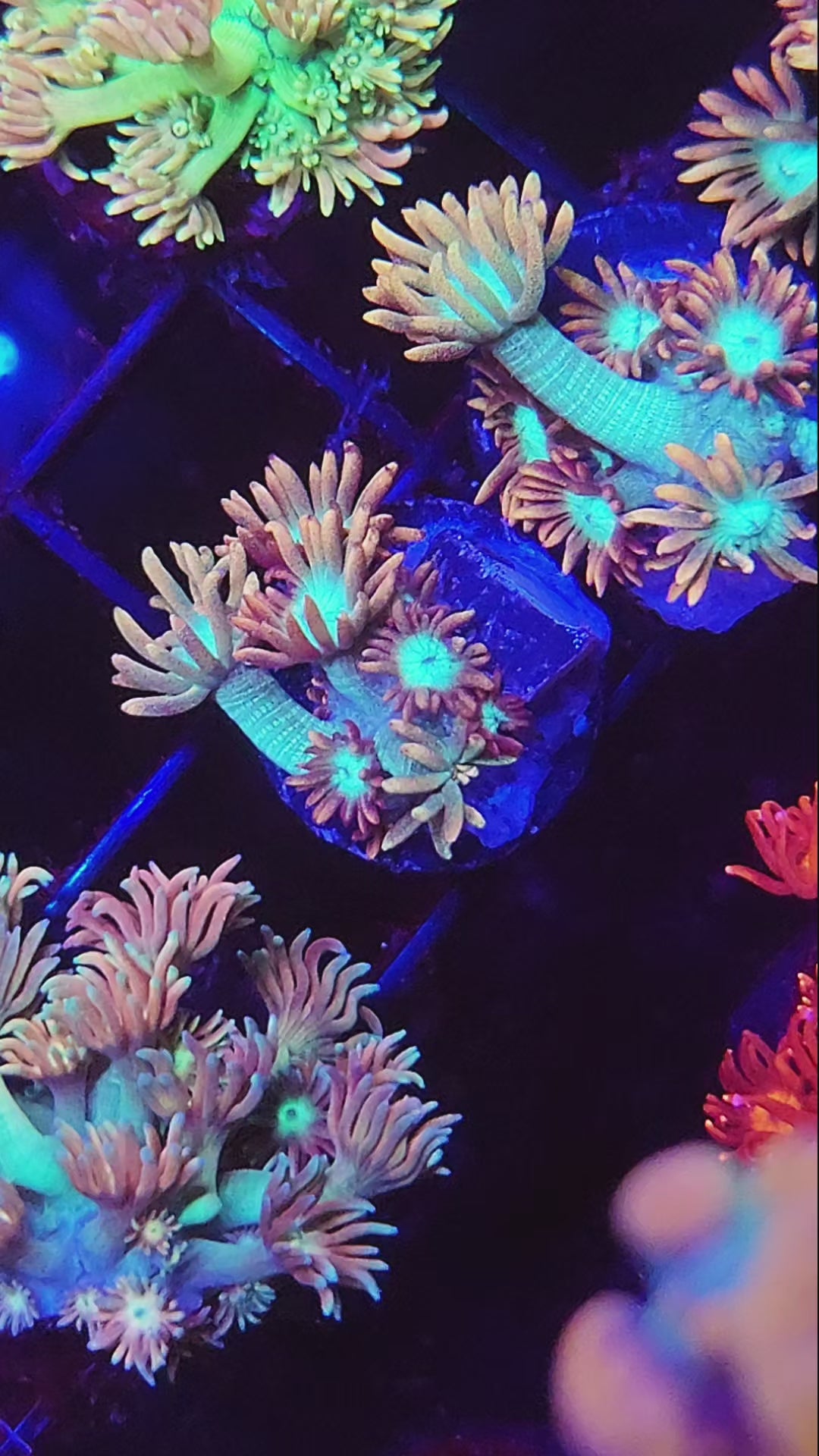 Emerald Ice Goni