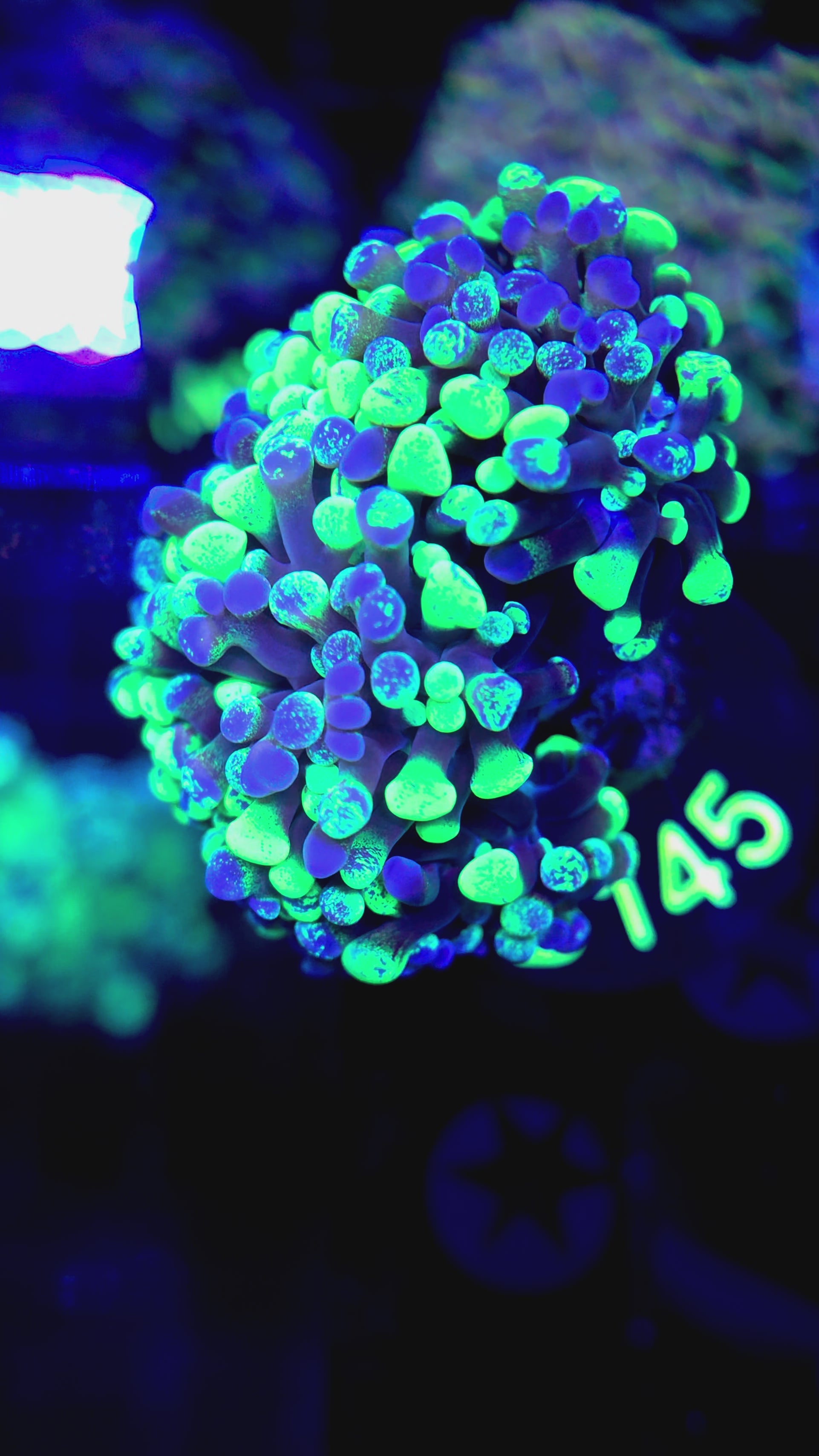2H Blue/Green Splatter Hammer