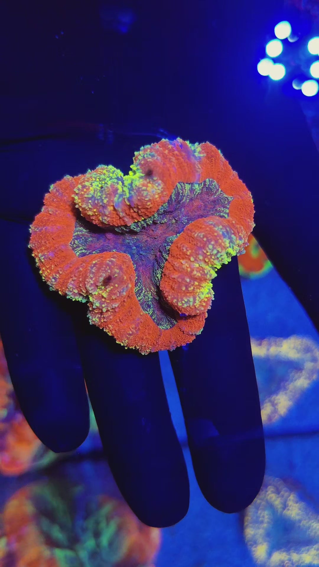 Glitter Rainbow Symphillia