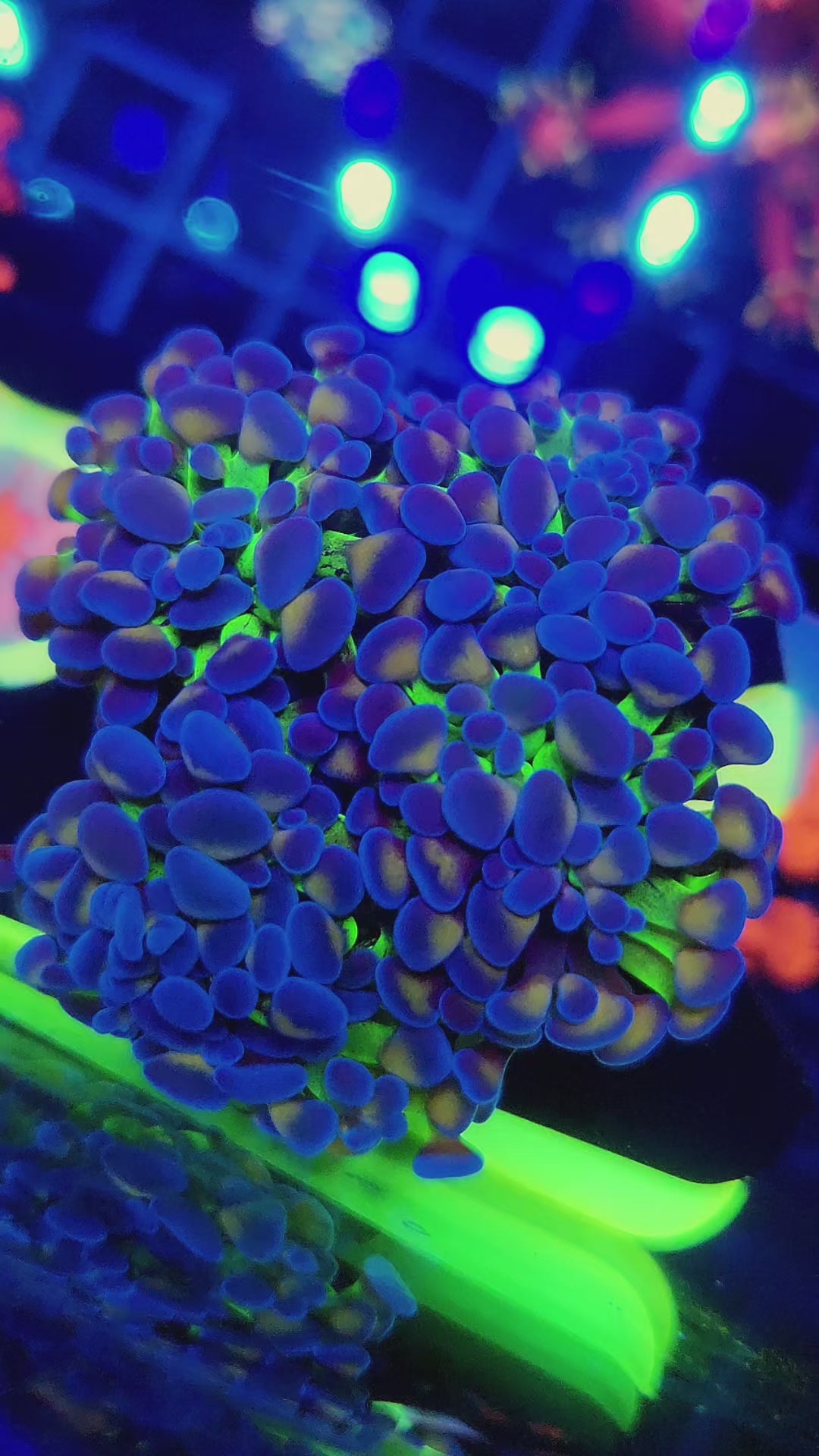 DR True Rainbow Multi-color Homegrown Hammer (4-5H)
