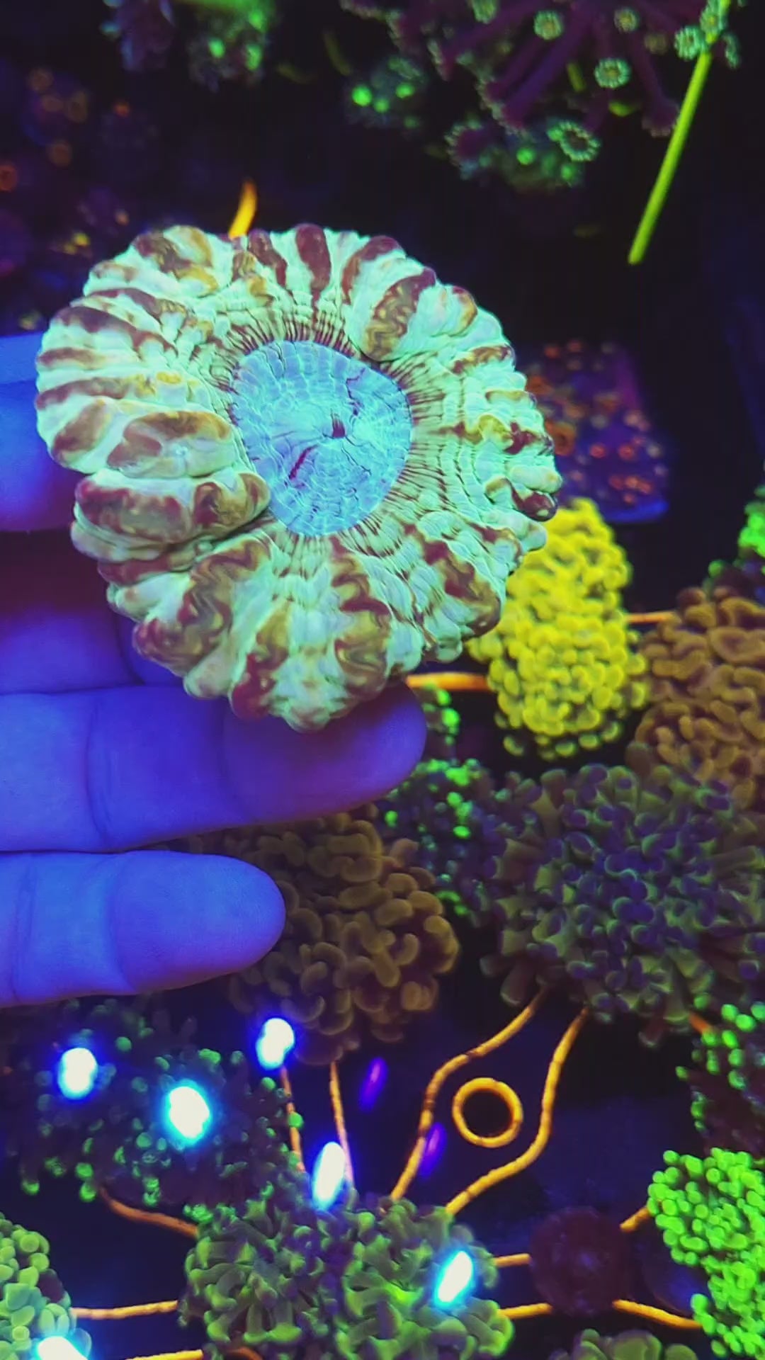 Insane Yellow Cynarina