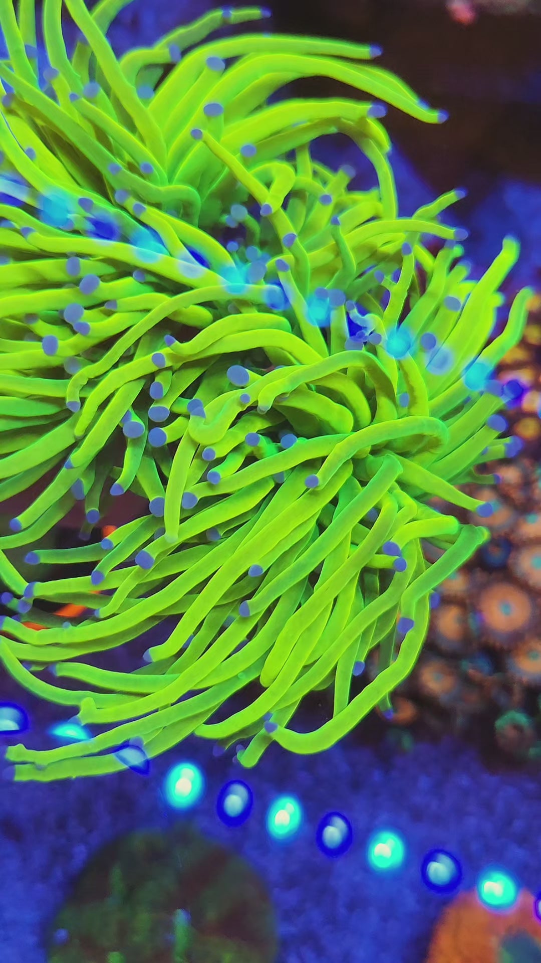 Rare Malaysian Ultra Holy Grail Torch Coral - Bright Torch | WI Grown