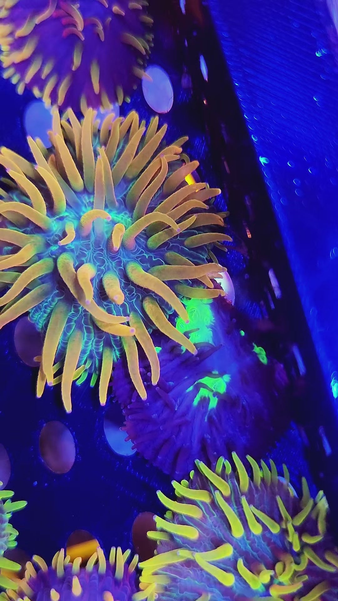 DR Rainbow Plate w/long tentacles!