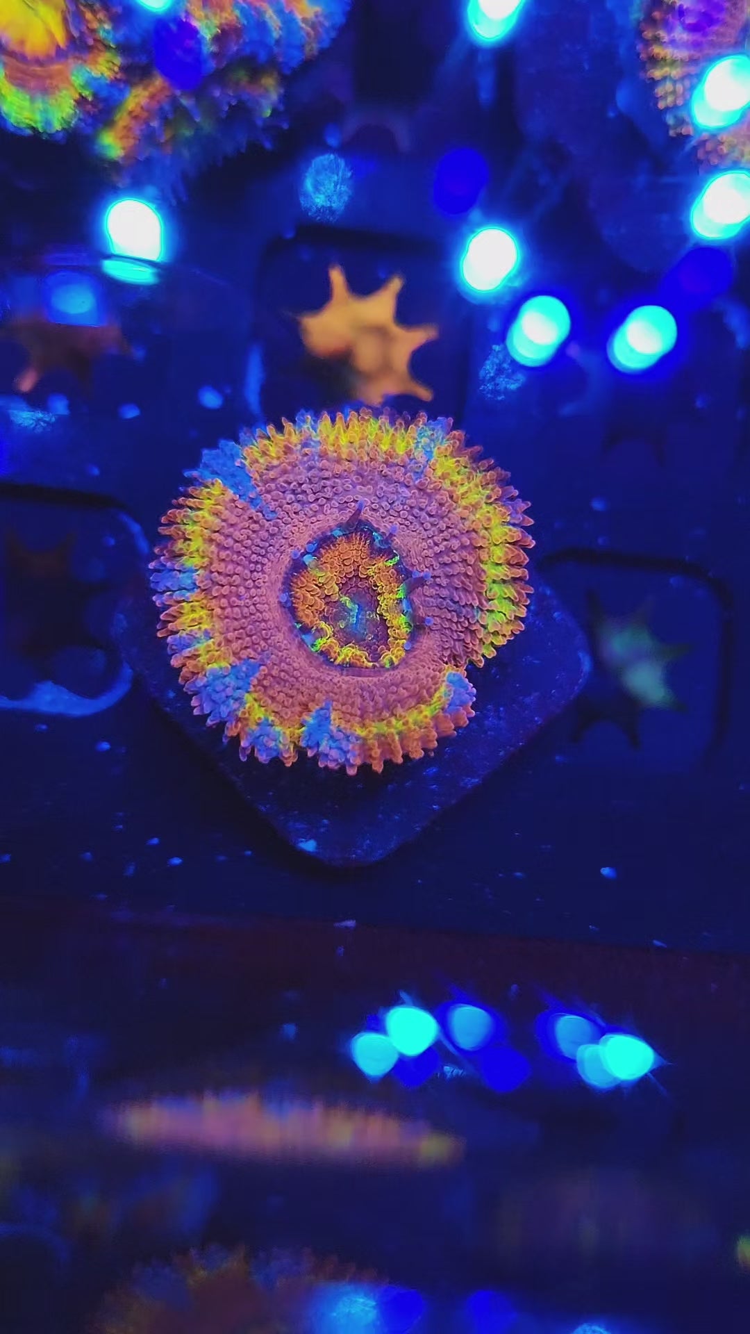 DR Circus Freak Acan w/baby