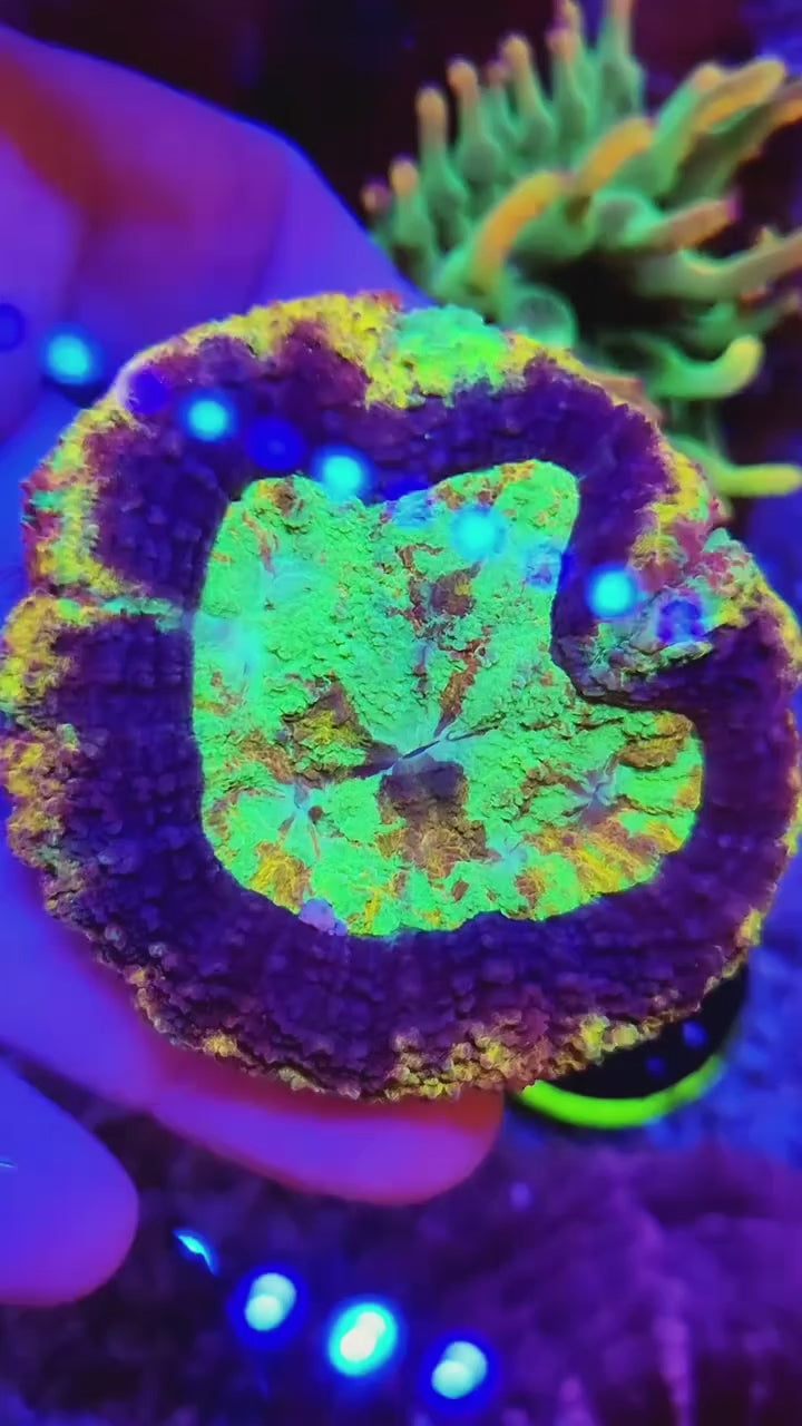 Rainbow Symphillia - Ultra Rare