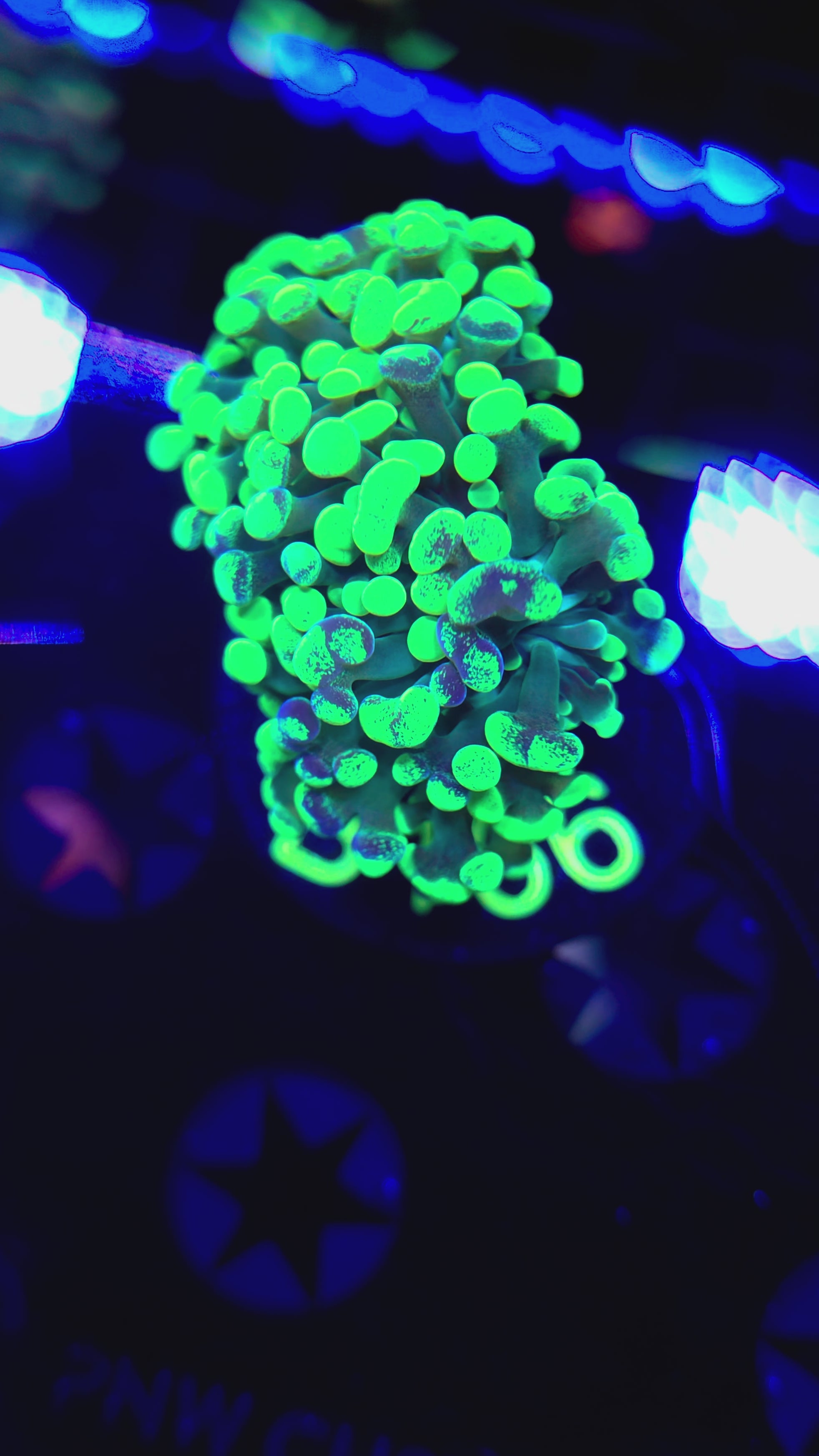 2H Splatter Hammer B166