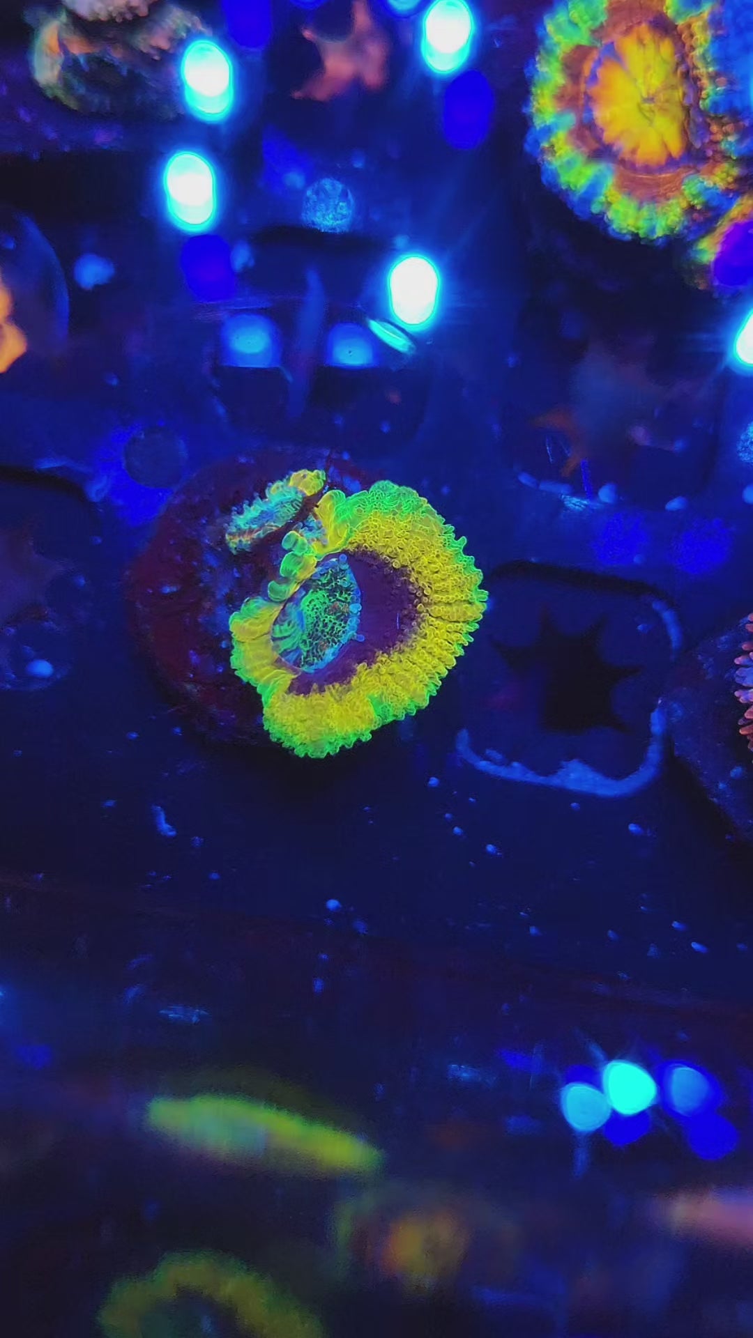 OG Mardi Gras Acan