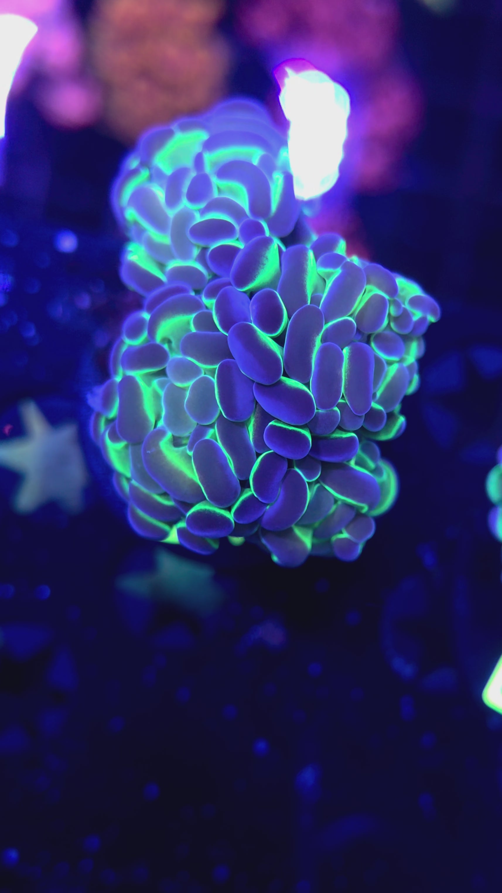 Green Hologram Hammer B153