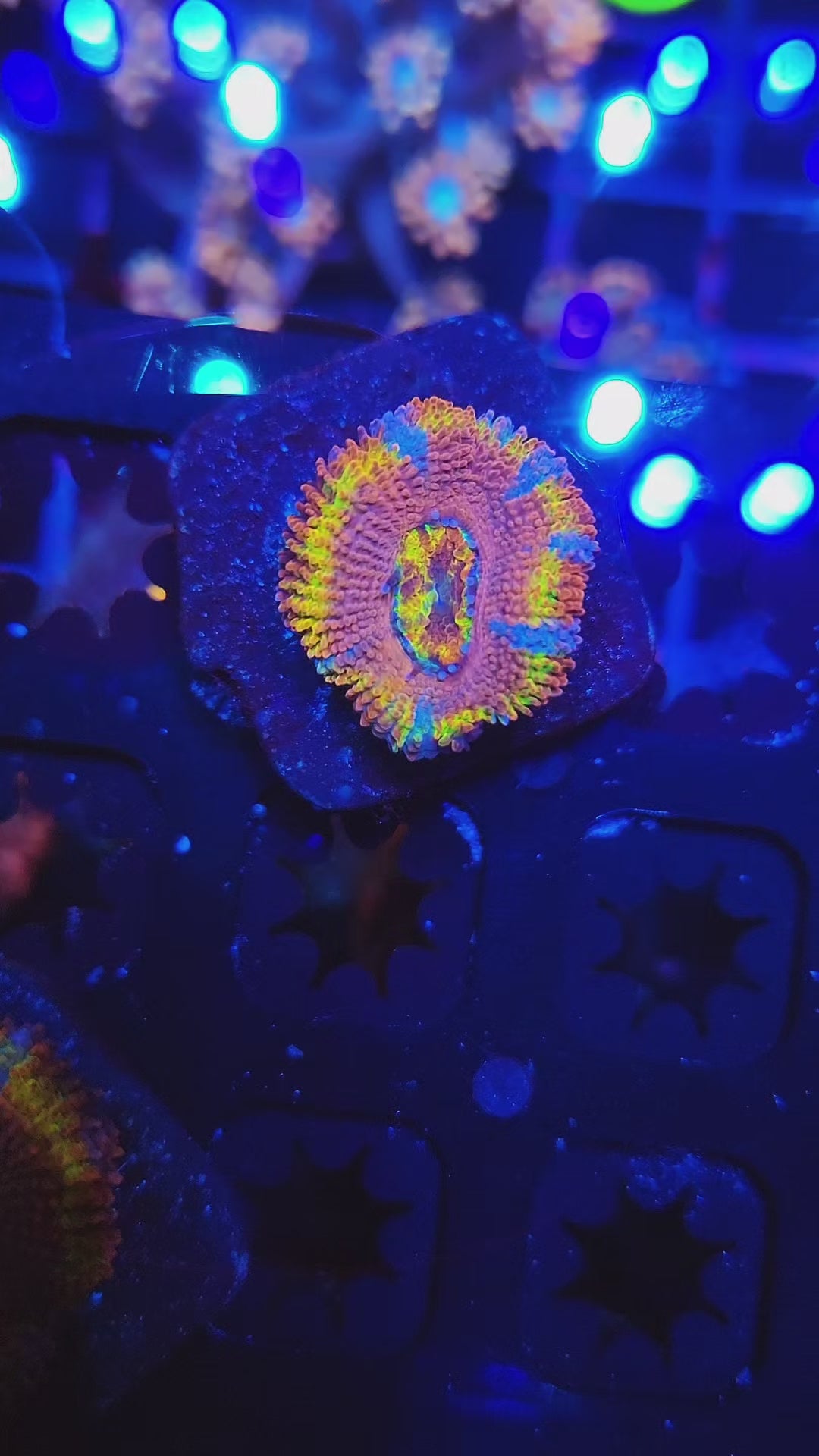 DR Circus Freak Acan w/baby