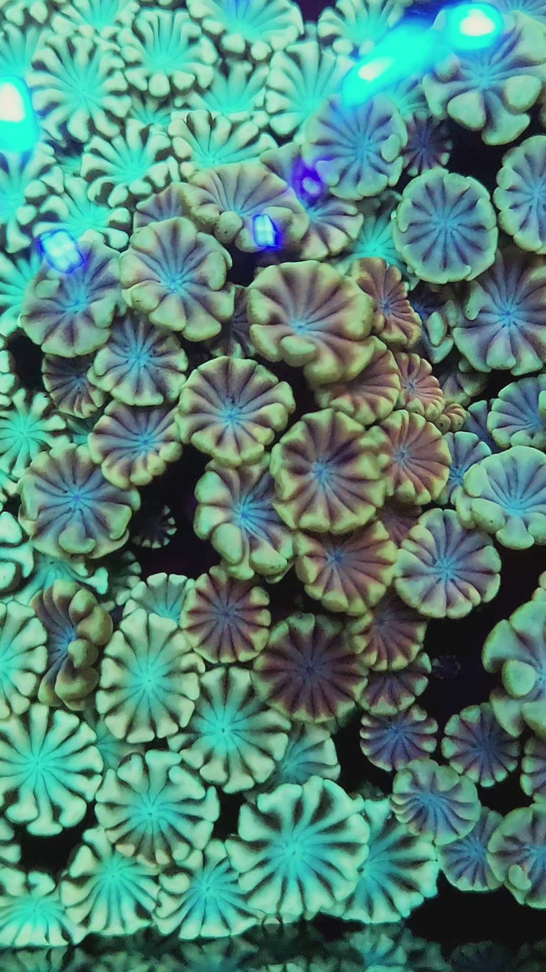 DR Rainbow Alveopora