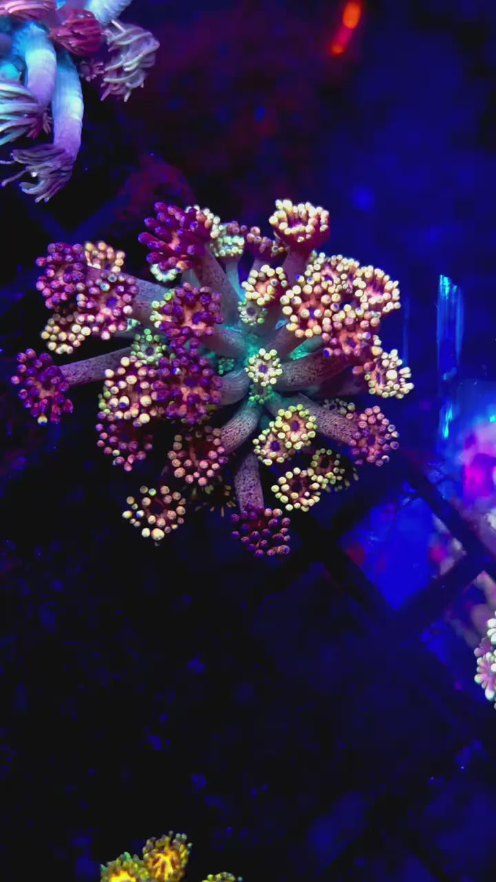 DR Kaleidoscope Goni