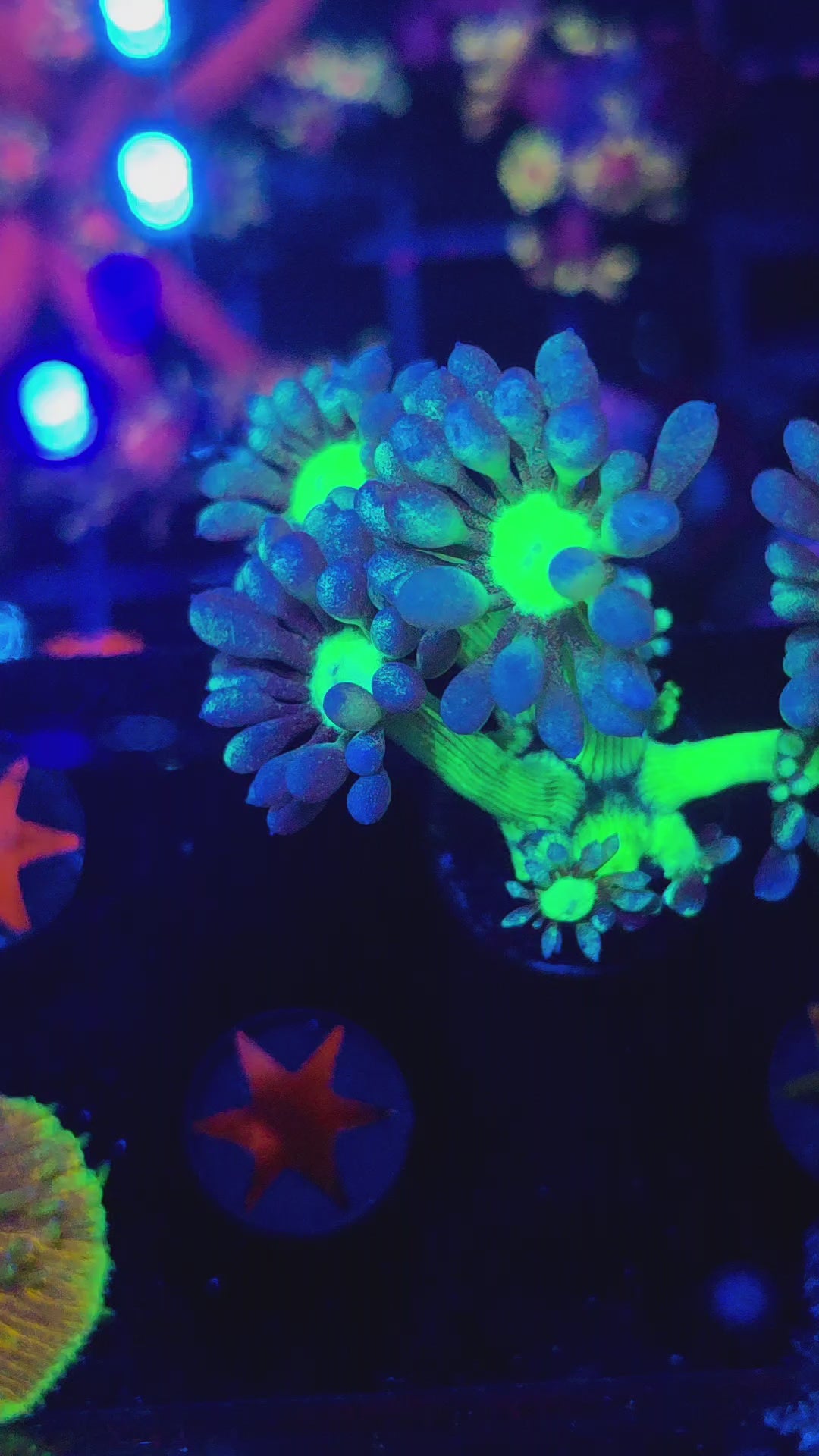 Leviathan Goni(Huge Polyps)