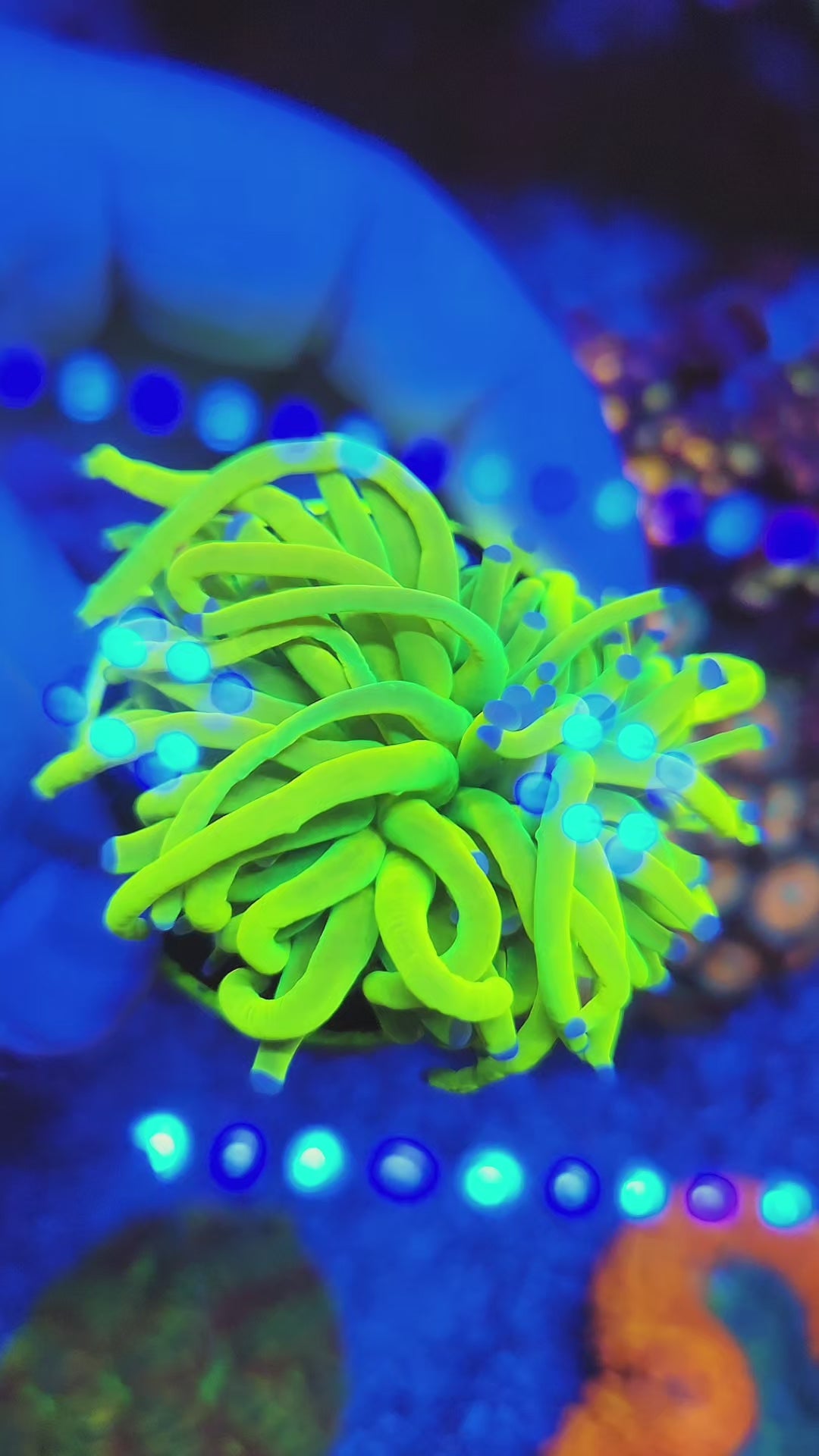 Rare Malaysian Ultra Holy Grail Torch Coral - Bright Torch | WI Grown