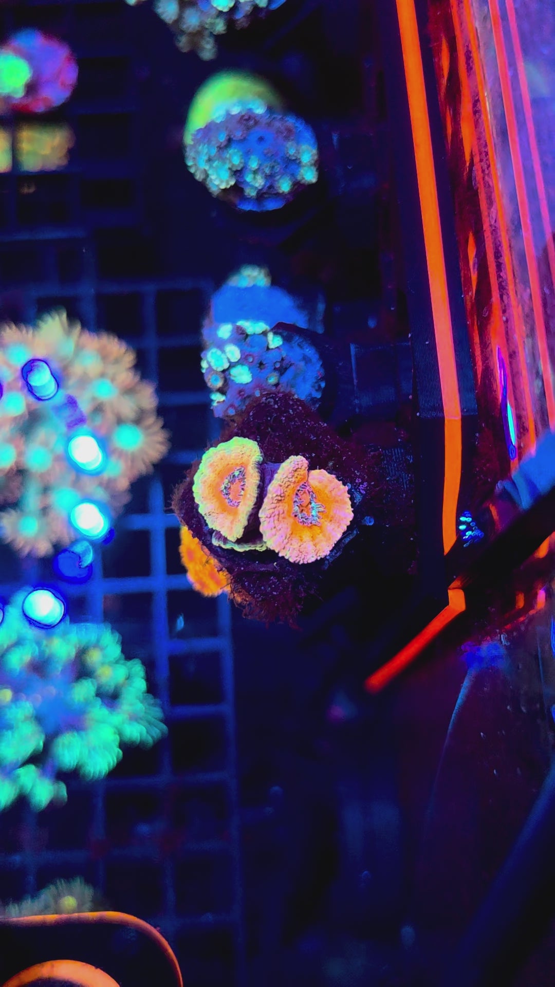 DR Aquacultured Pastel Pink Acan