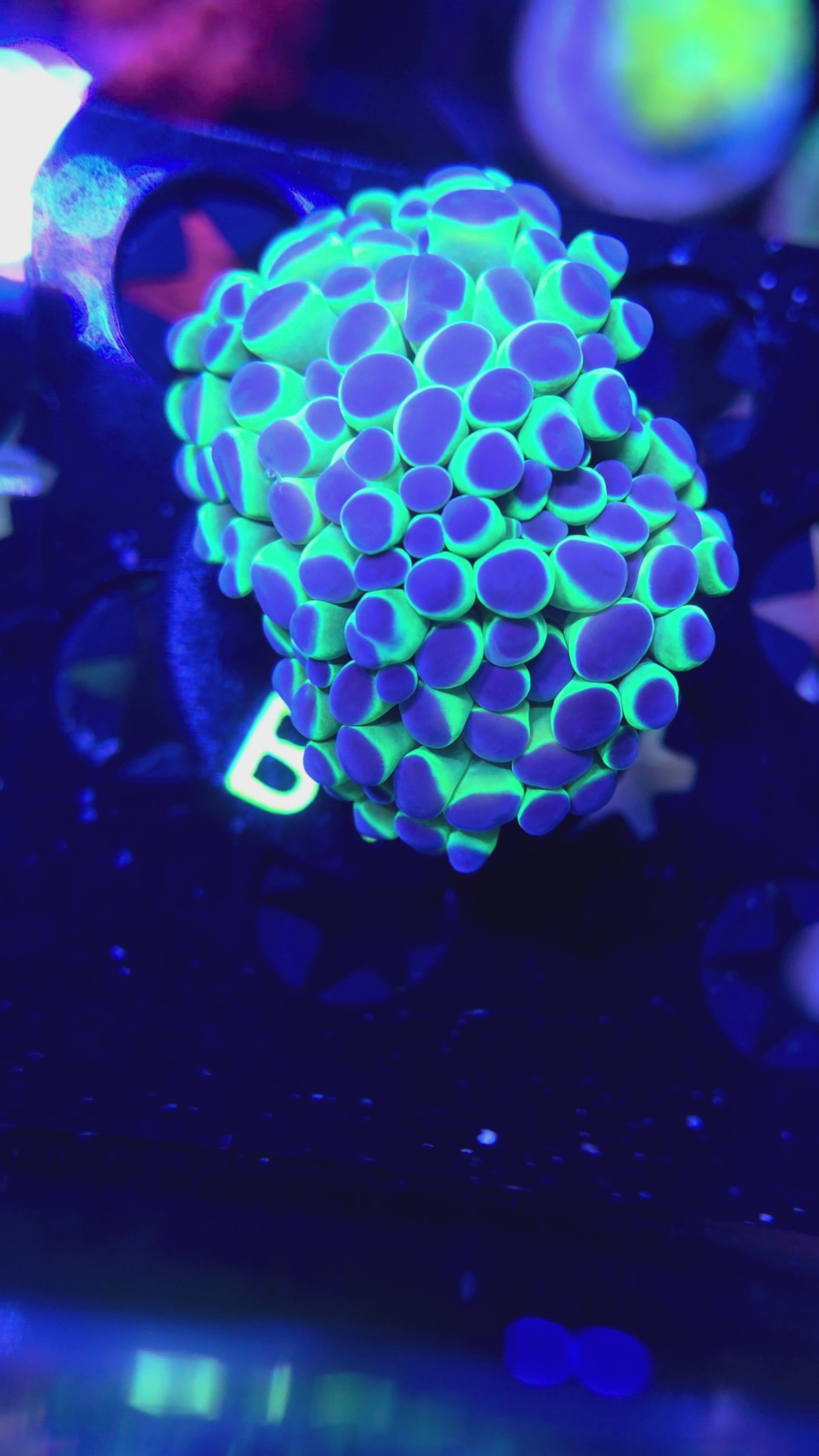 Purple Tip Hammer B161