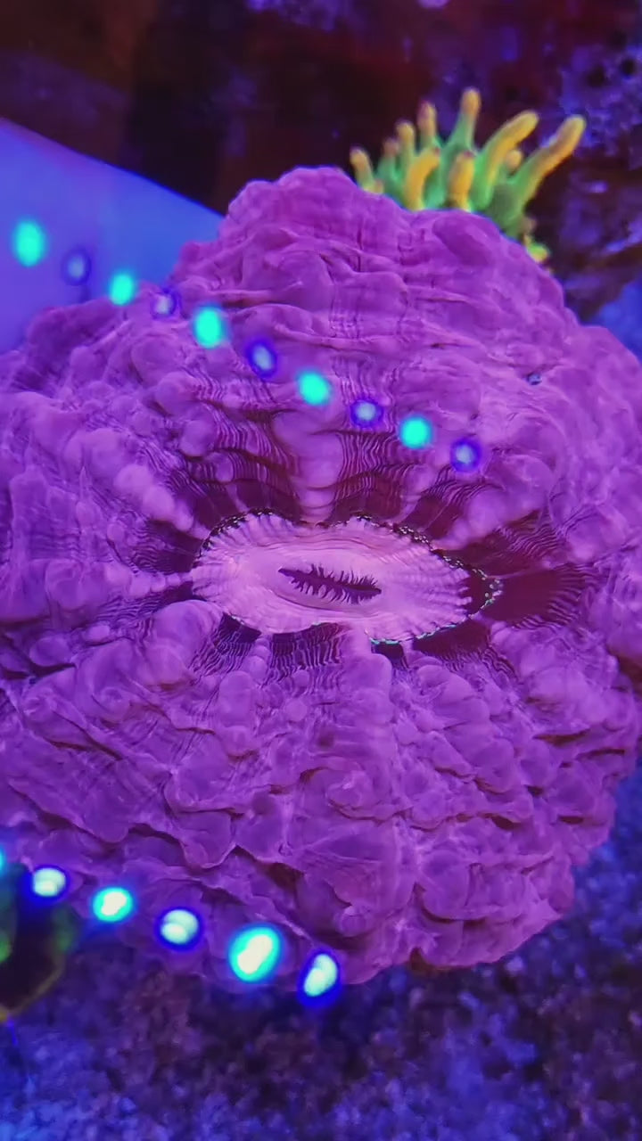 Pink Indophyllia - Ultra Rare Color