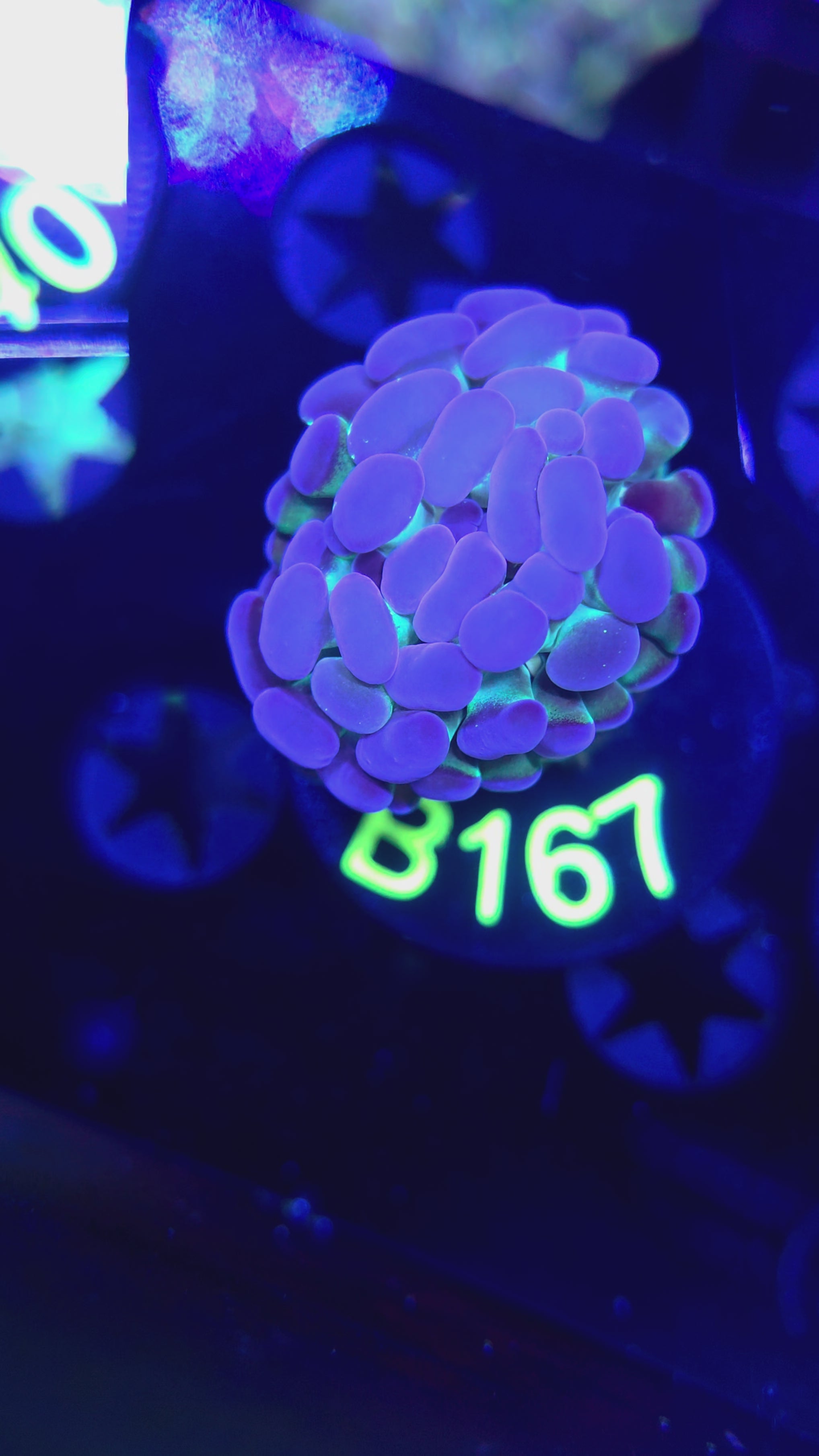 Purple Tip w/green Undertones B167
