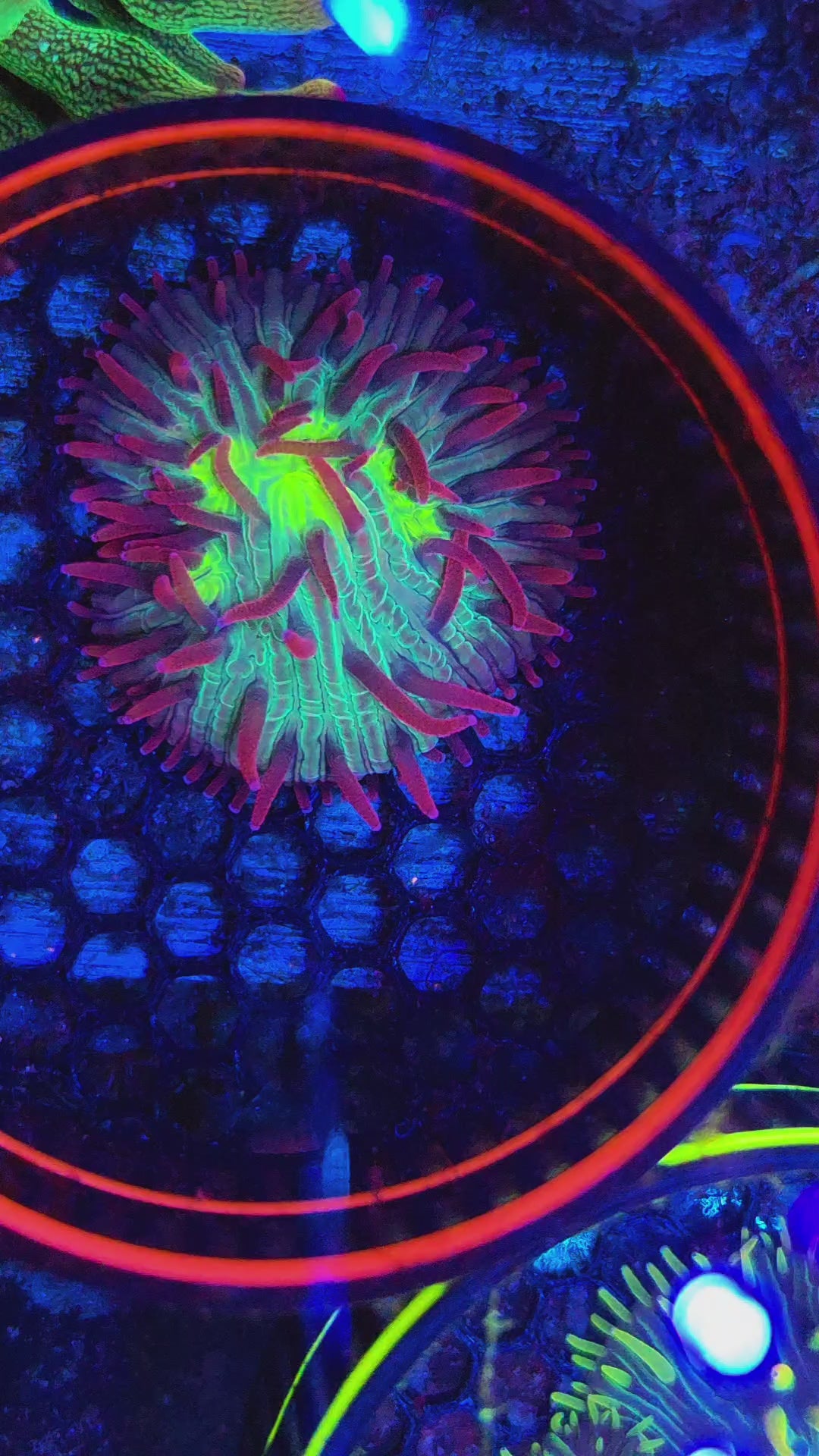 DR Red Phantom Diaseris Plate