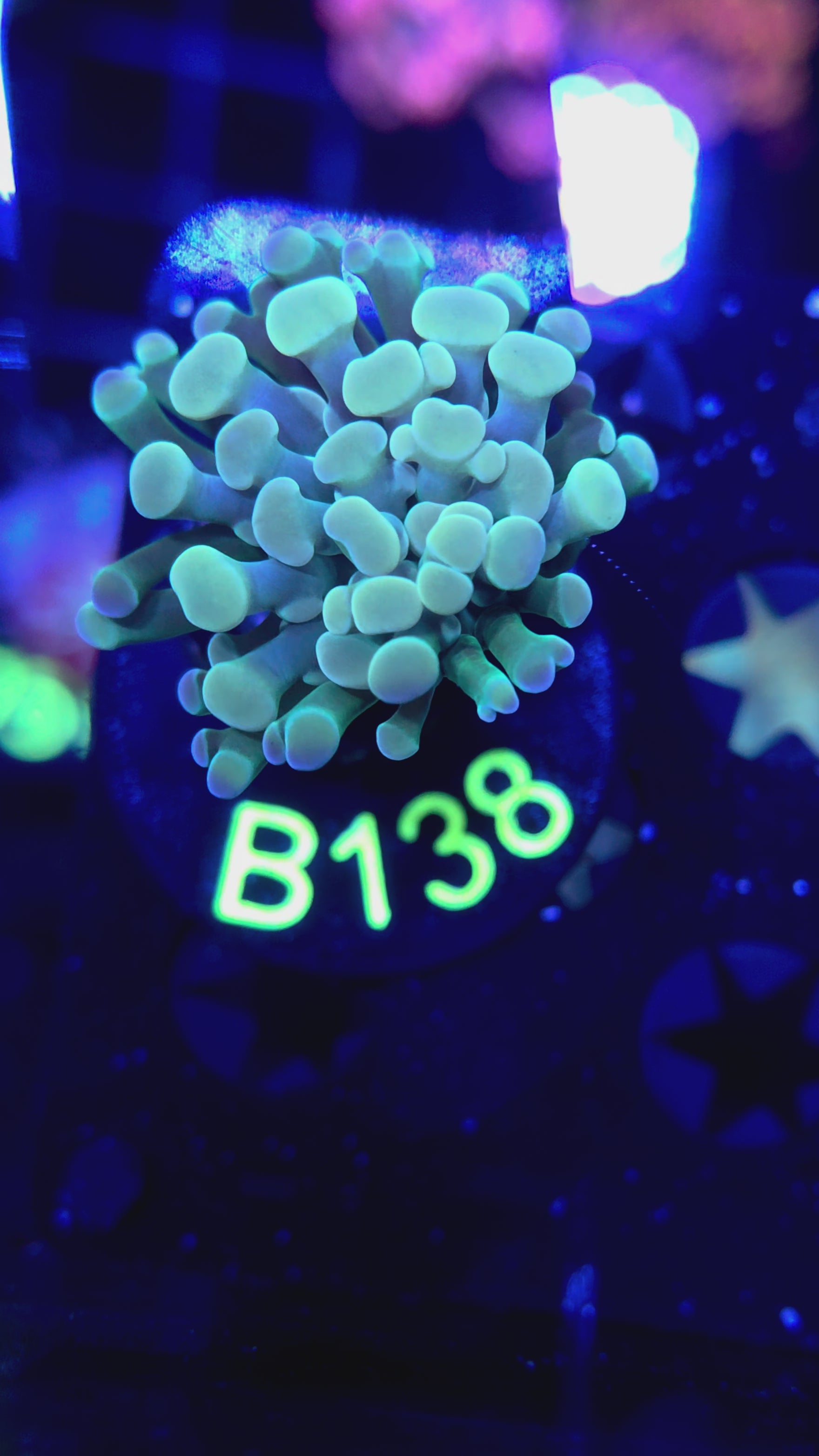 Hammer B138