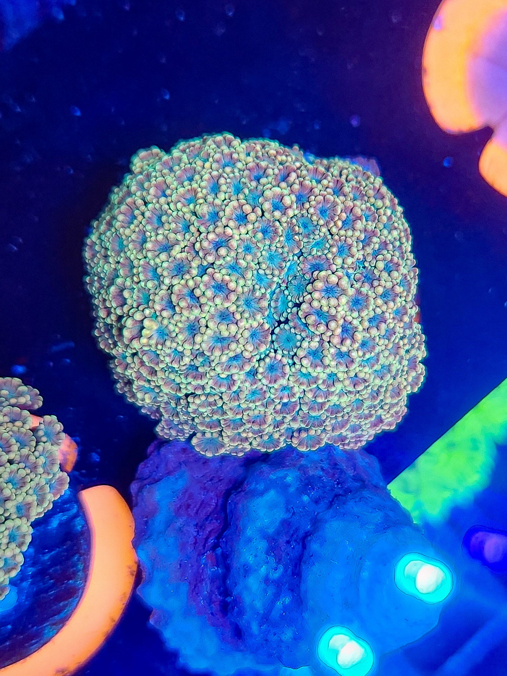 DR Rainbow Micro Goniopora