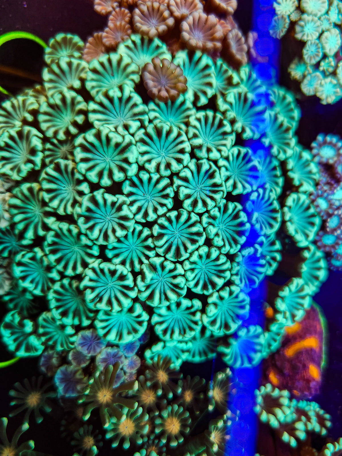 Mint Candy Alveopora